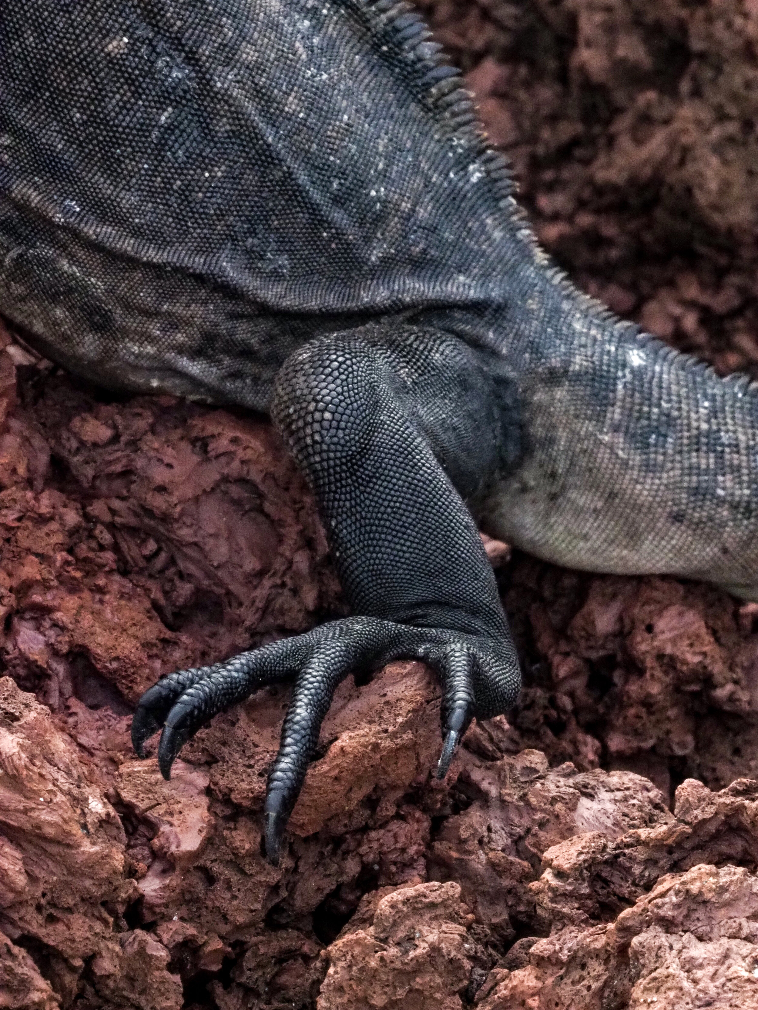  iguana scales, Rabida Island 