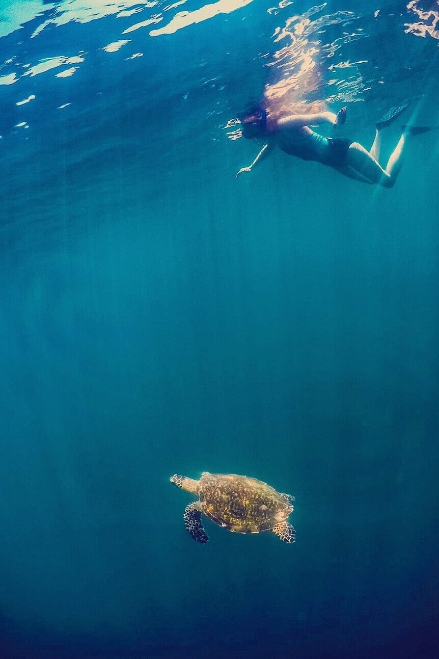  spotting a green sea turtle -  photo by    Lucy Perkins   