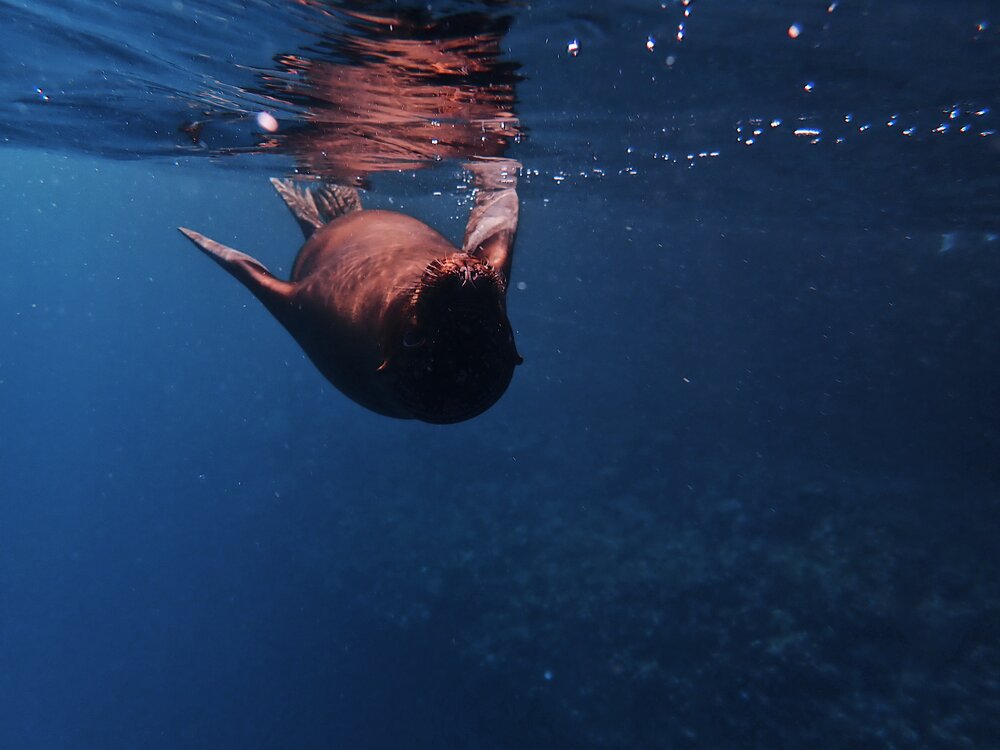  sea lion investigating our boat in Buccaneer’s Cove, Santiago Island 