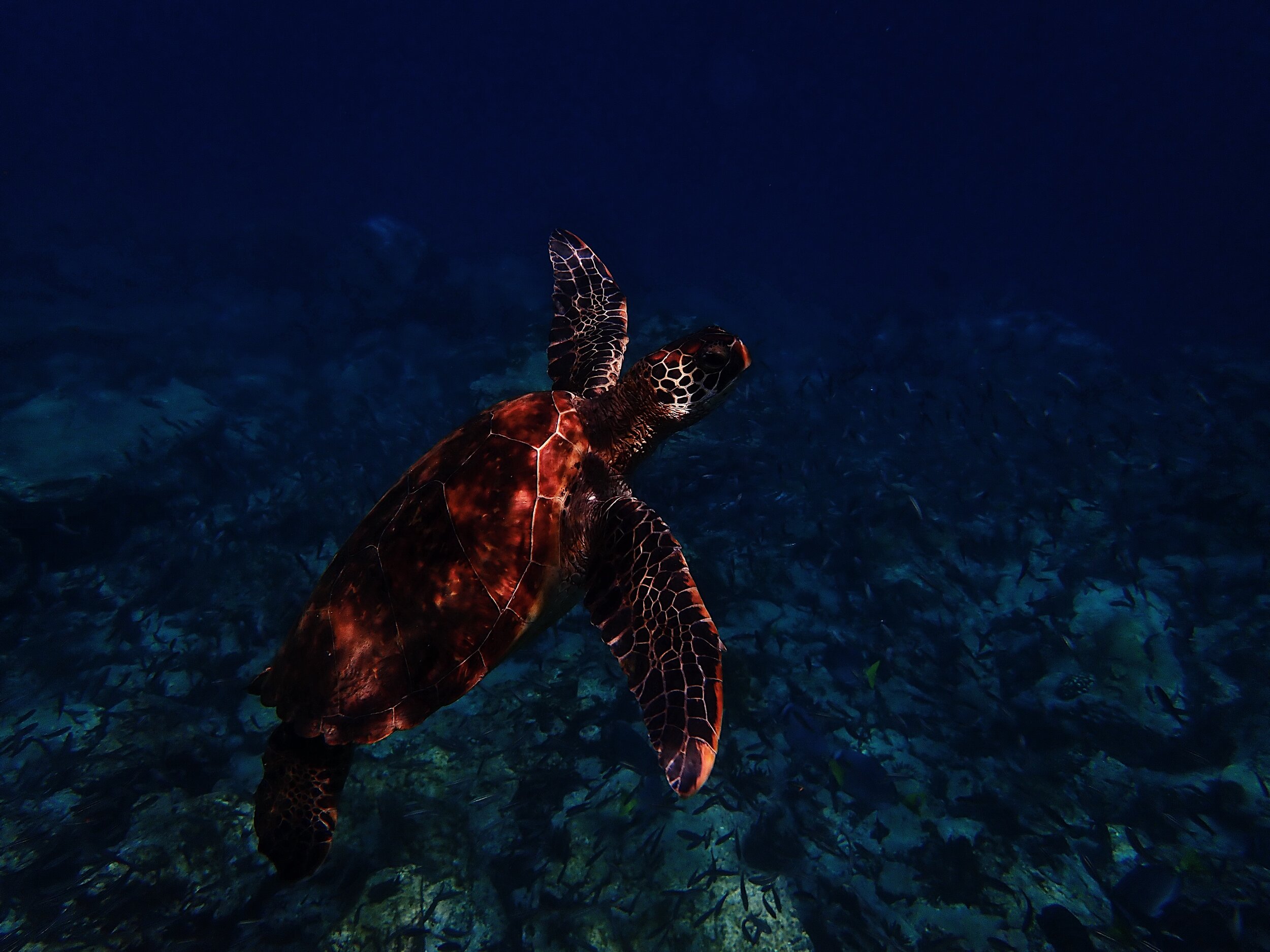  Galápagos green sea turtle 