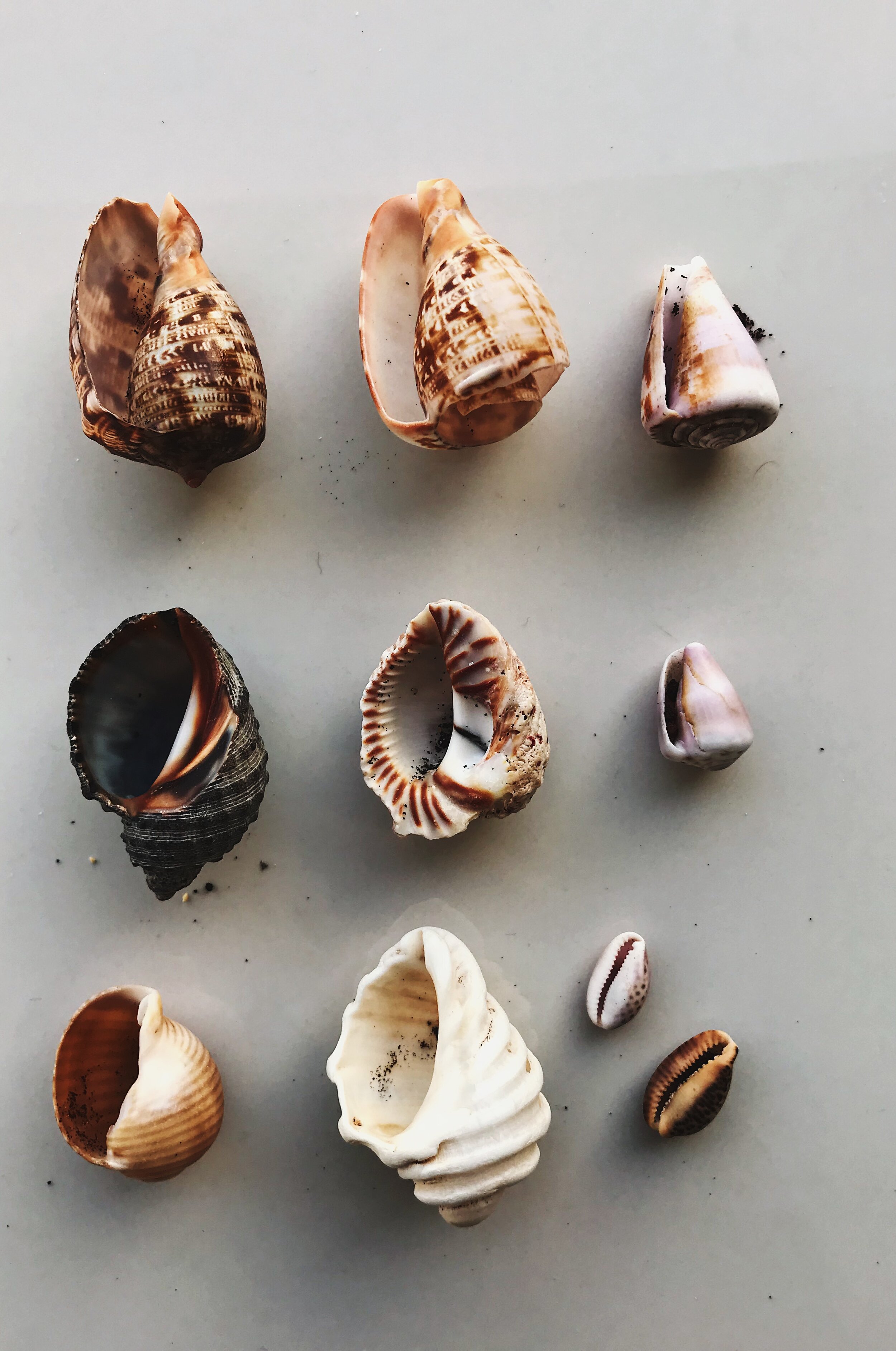  sea snail shells, offshore by Rabida Island 