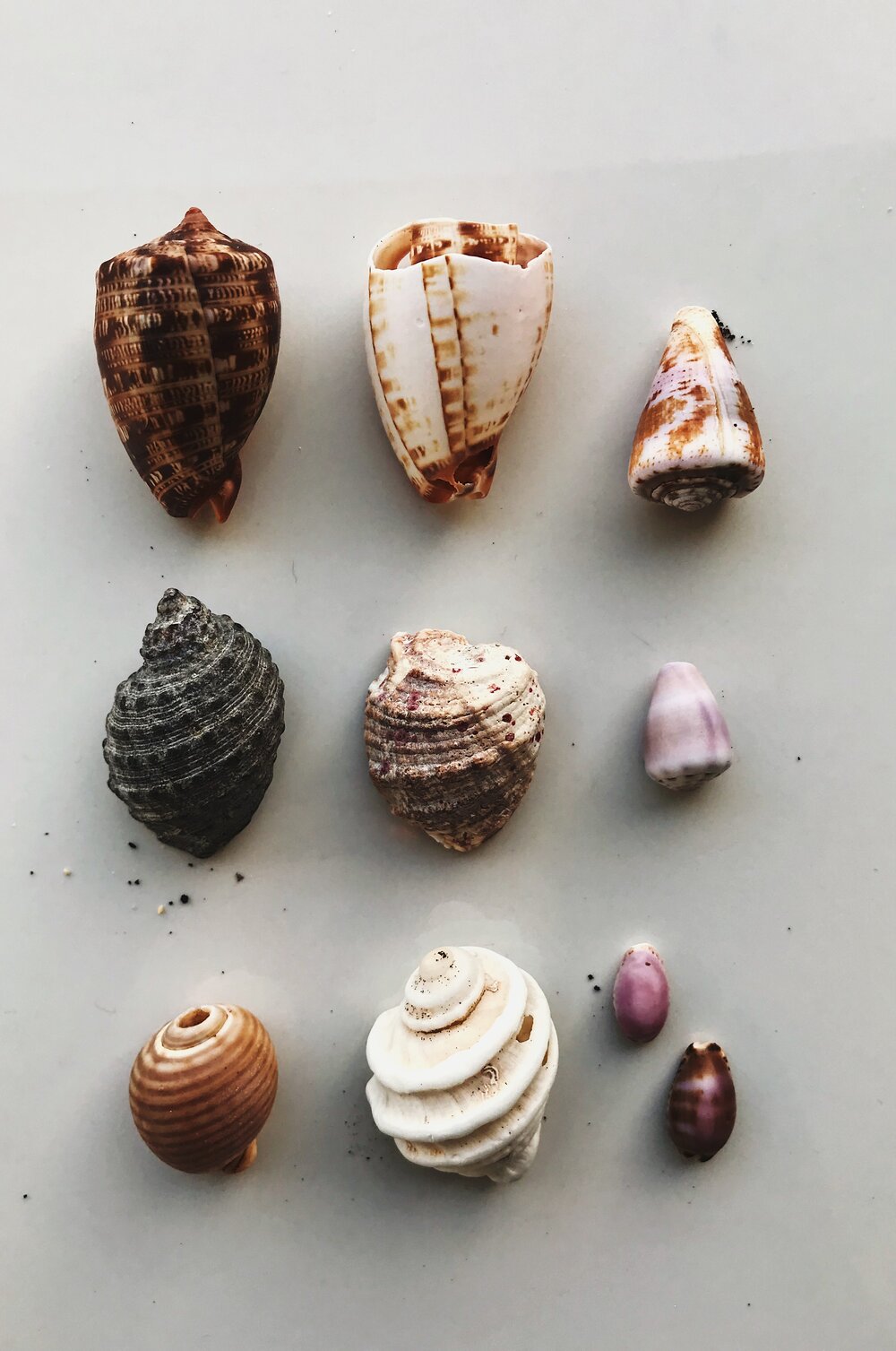  sea snail shells, offshore by Rabida Island 