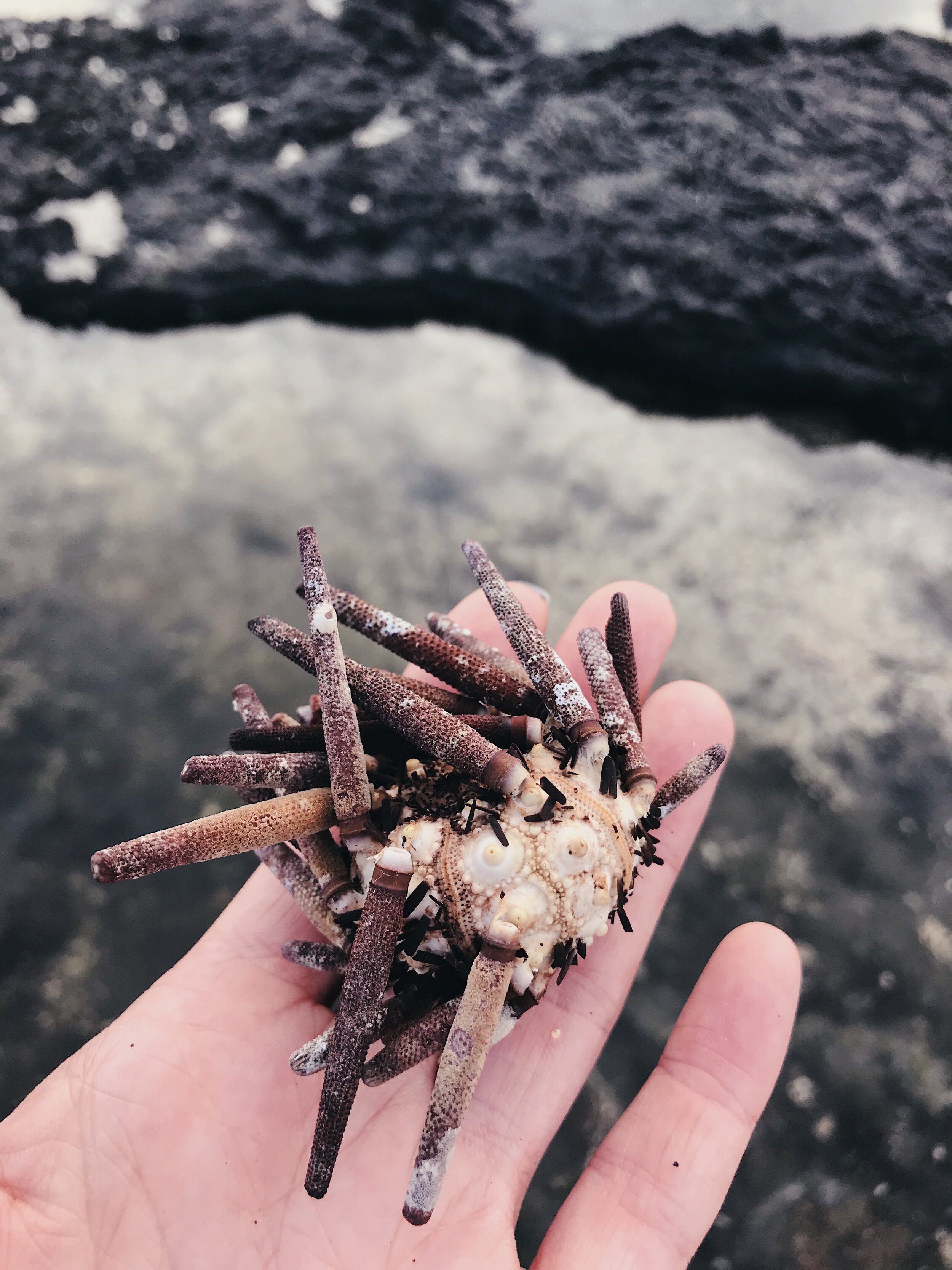  pencil-spined sea urchin, Sullivan Bay, Santiago Island 