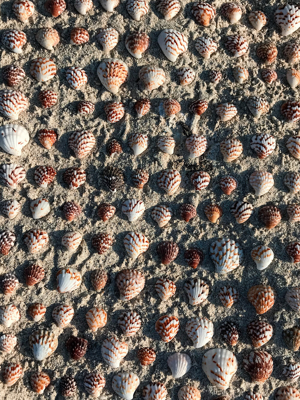  shell collection at Great Darwin Bay, Genovesa Island 