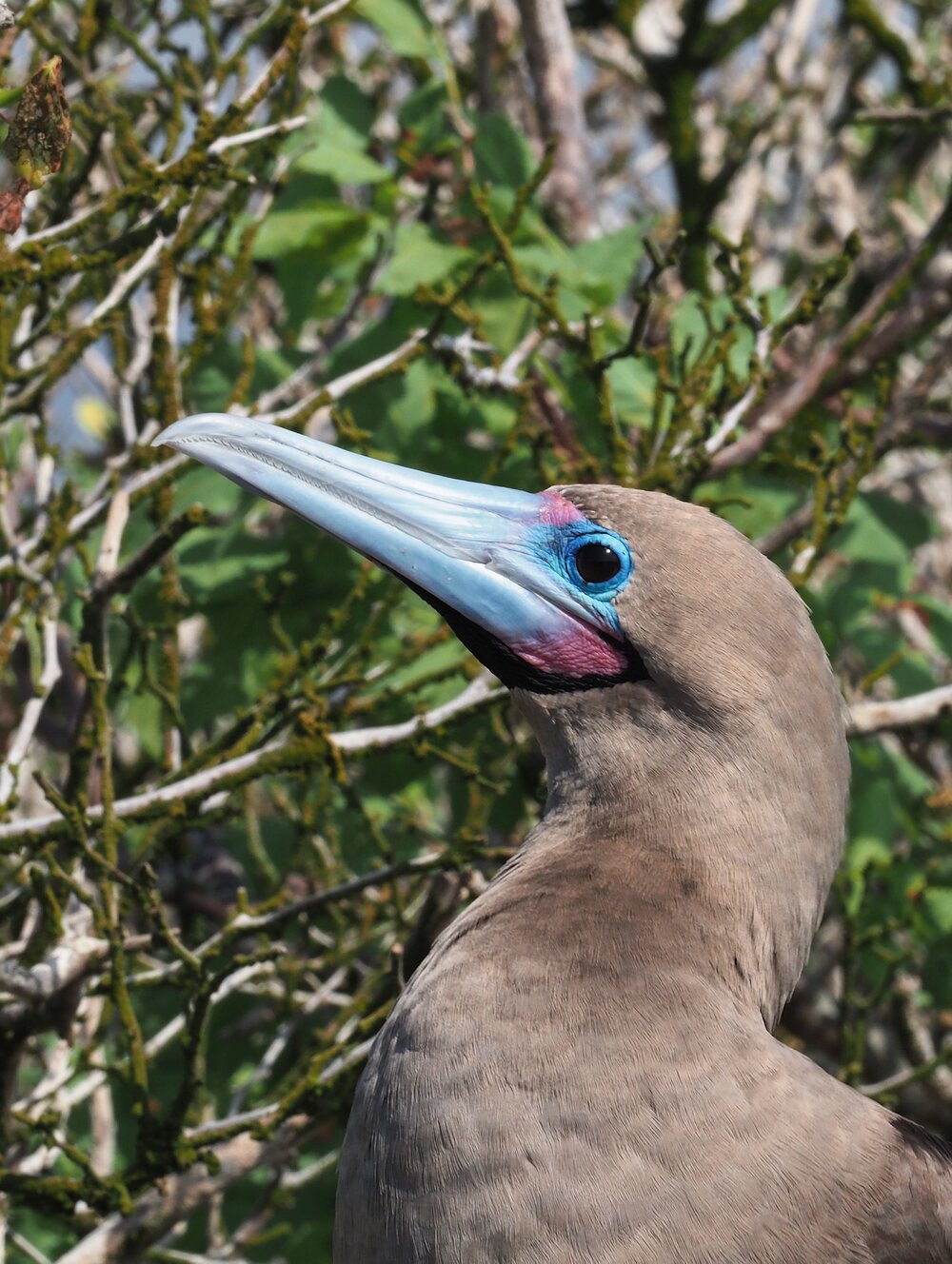  red-footed booby, Genovesa 