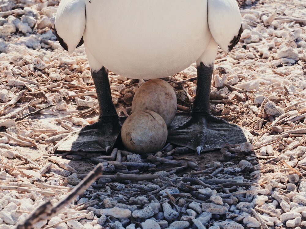  Nazca Booby, Genovesa 