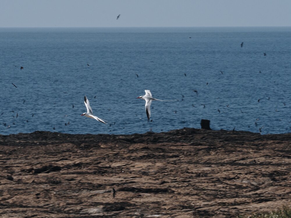  tropicbirds, Genovesa 