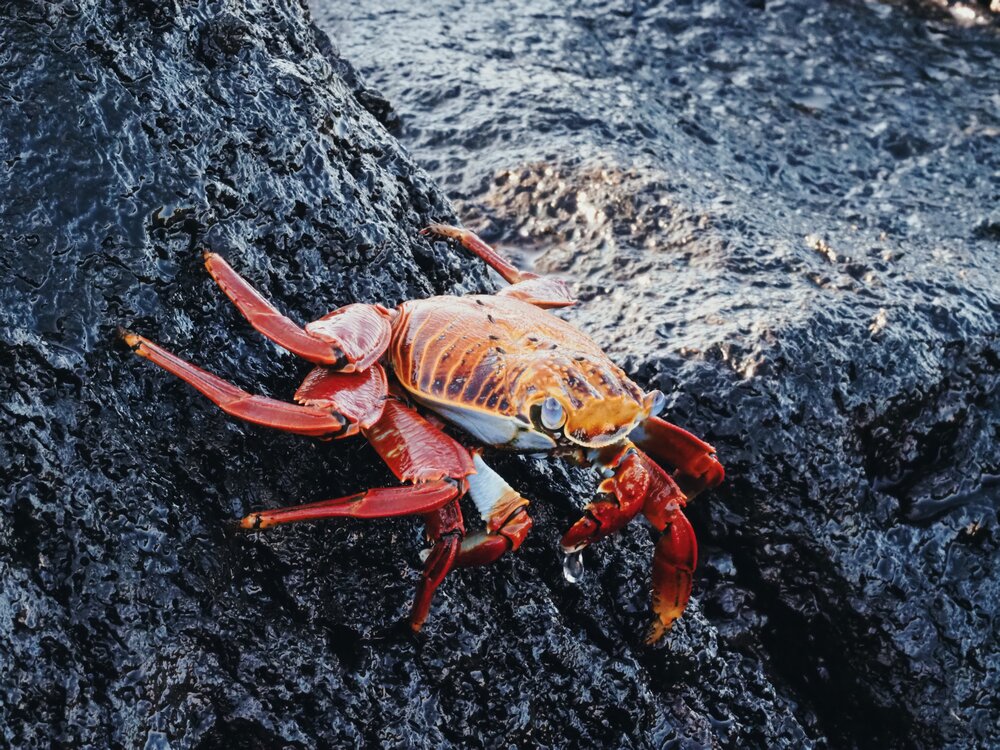  Sally Lightfoot crab, Sullivan Bay, Santiago Island 