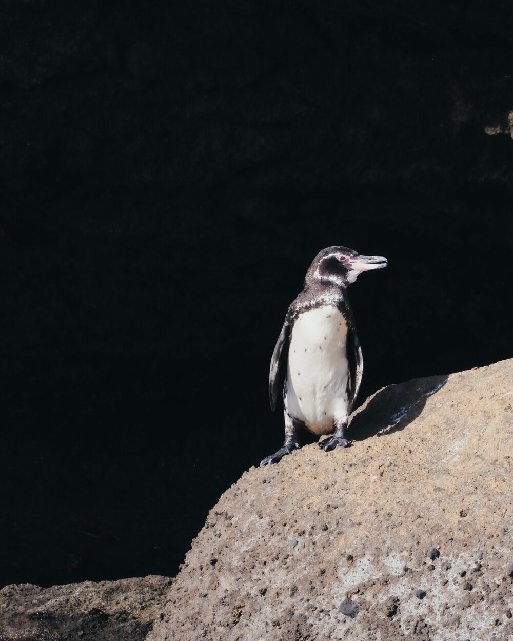  Galápagos Penguin by Pinnacle Rock, Bartolomé Island 
