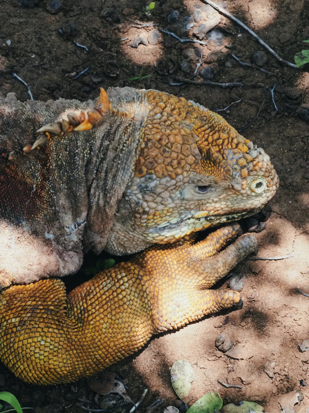  land iguana, Cerro Dragon, Santa Cruz 