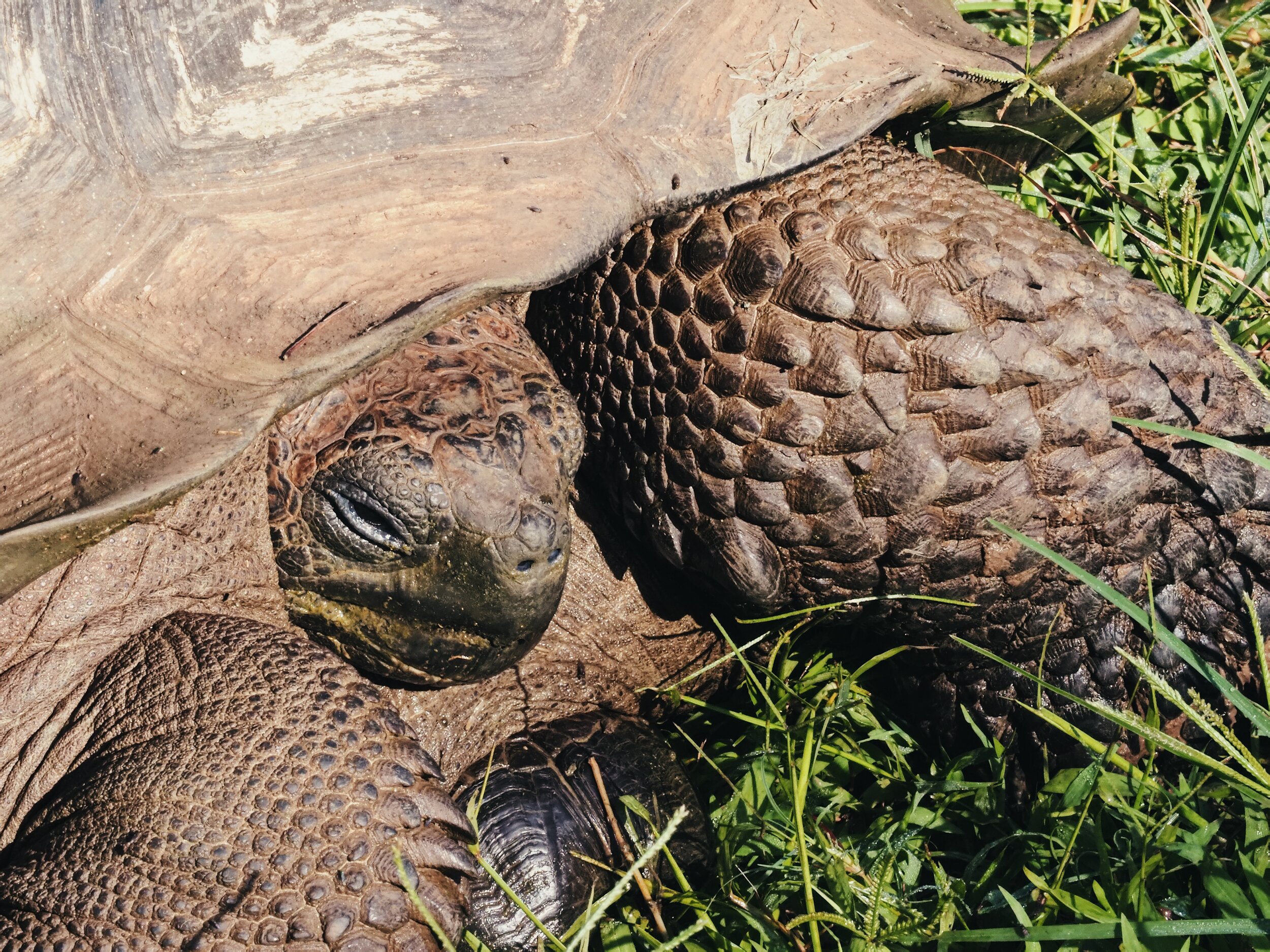  giant tortoise, waking up, Santa Cruz 