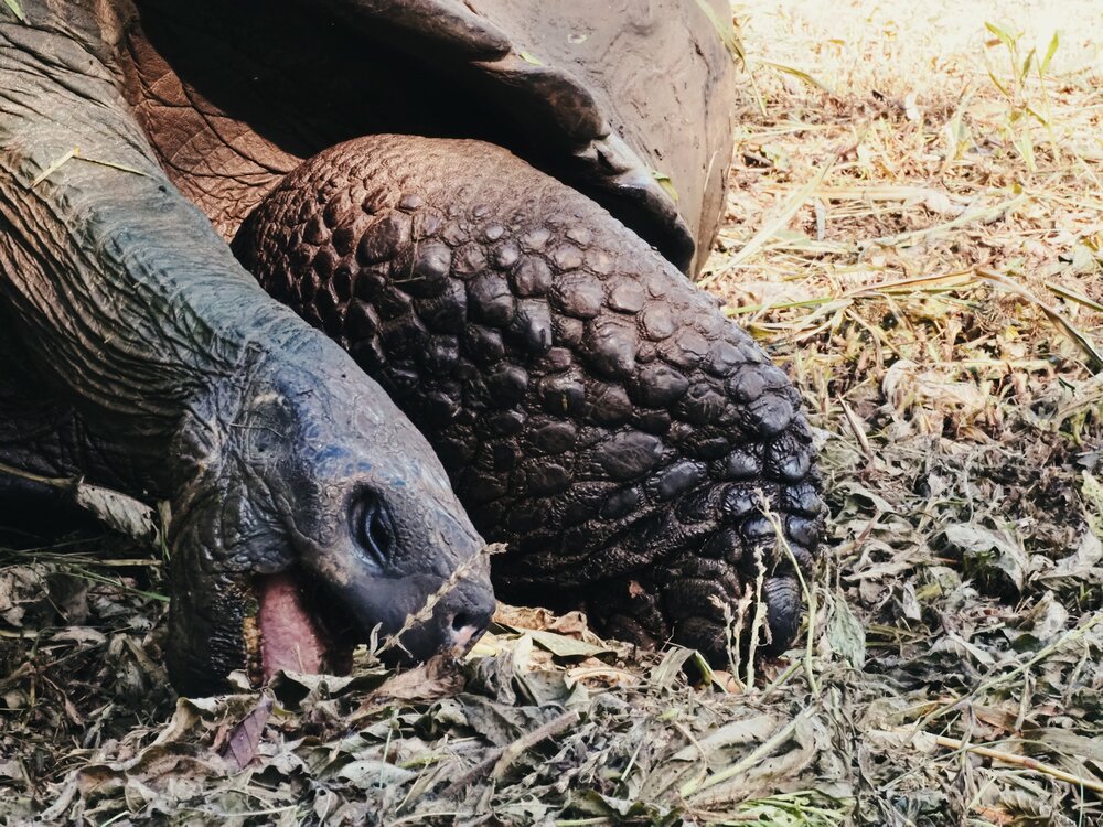  giant tortoise, munching, Santa Cruz 