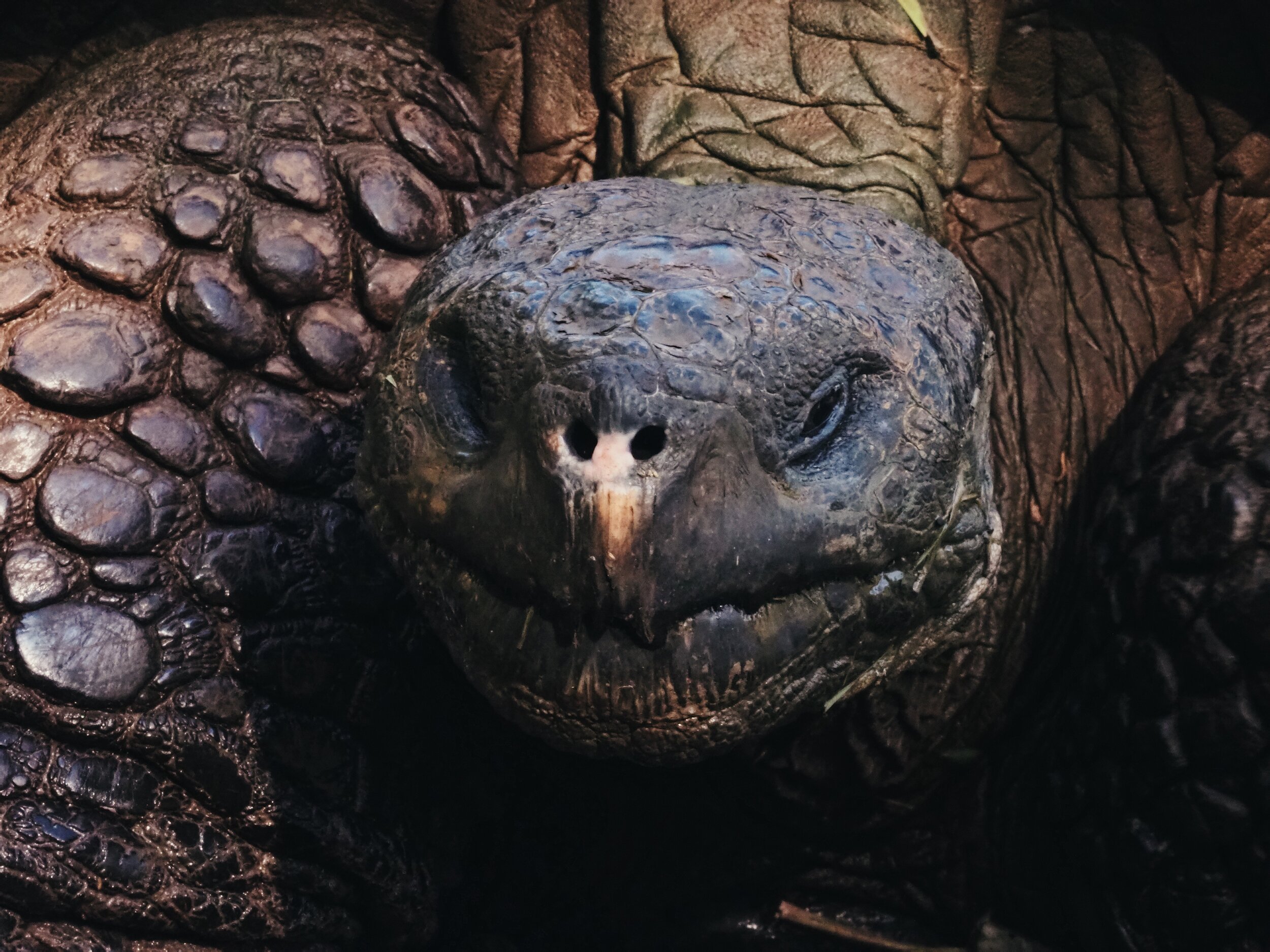  the same friendly giant tortoise, Santa Cruz 