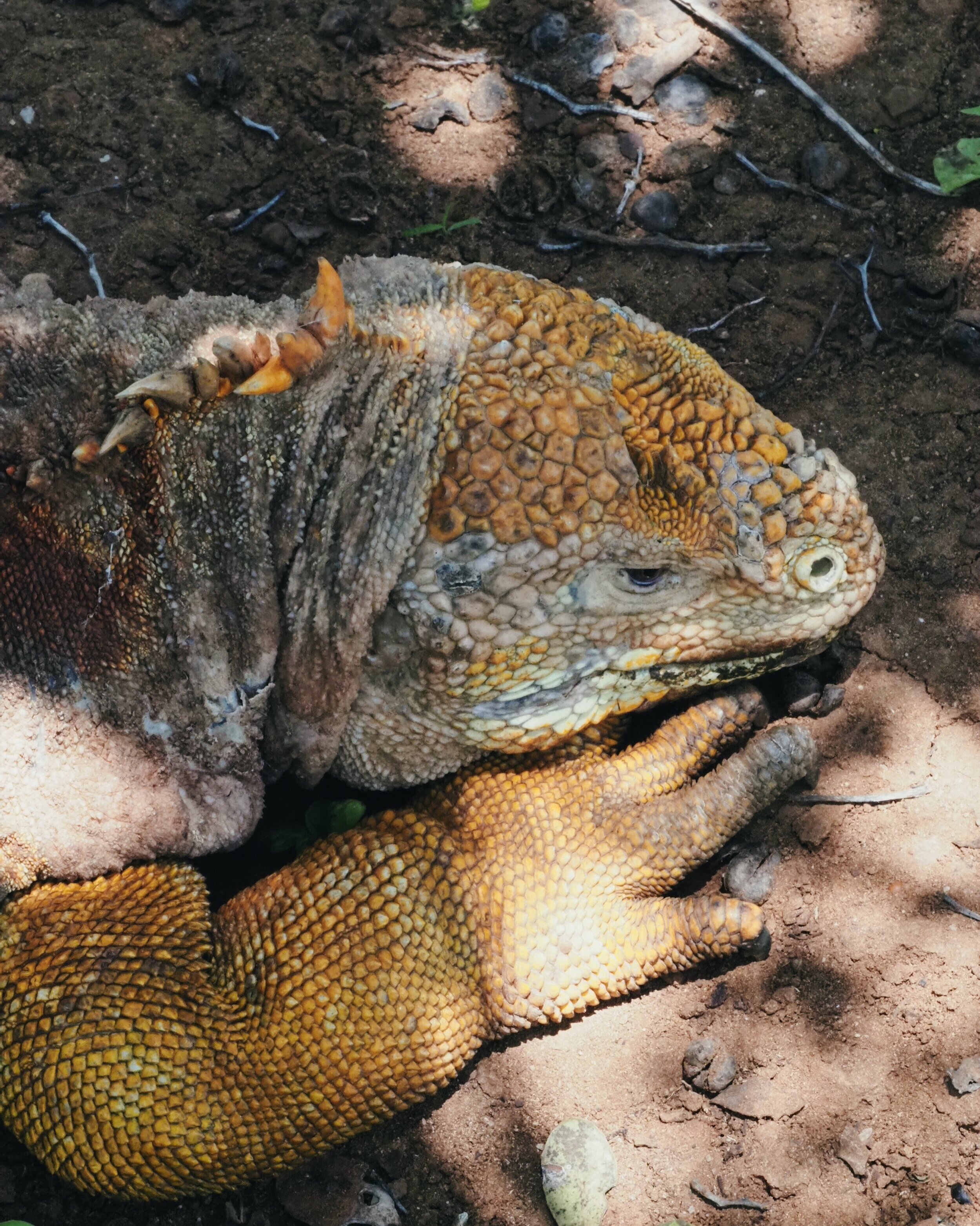 ElkeFrotscher_1902_Galapagos_101.jpg