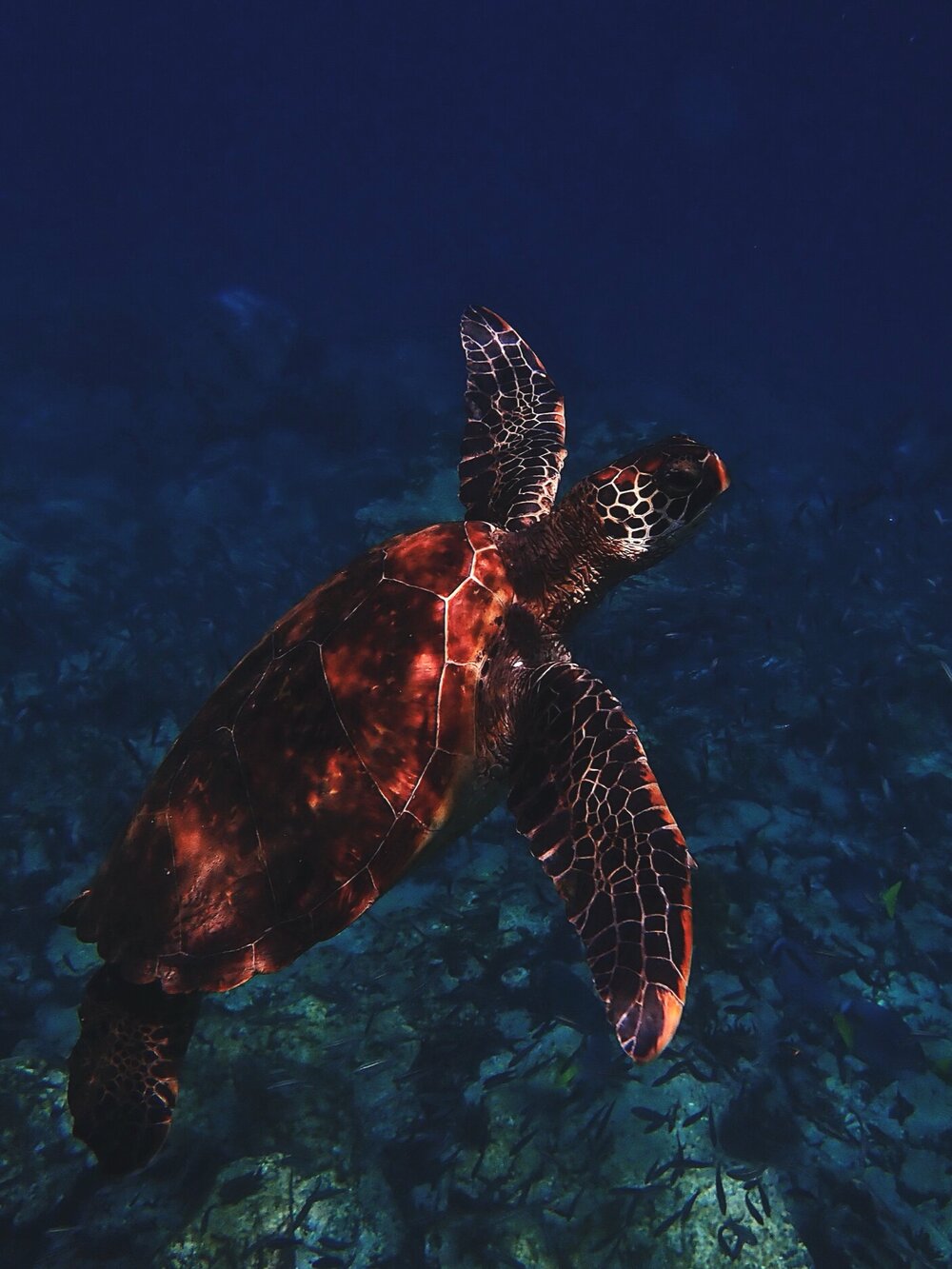 ElkeFrotscher_1902_Galapagos_110_TC.jpg