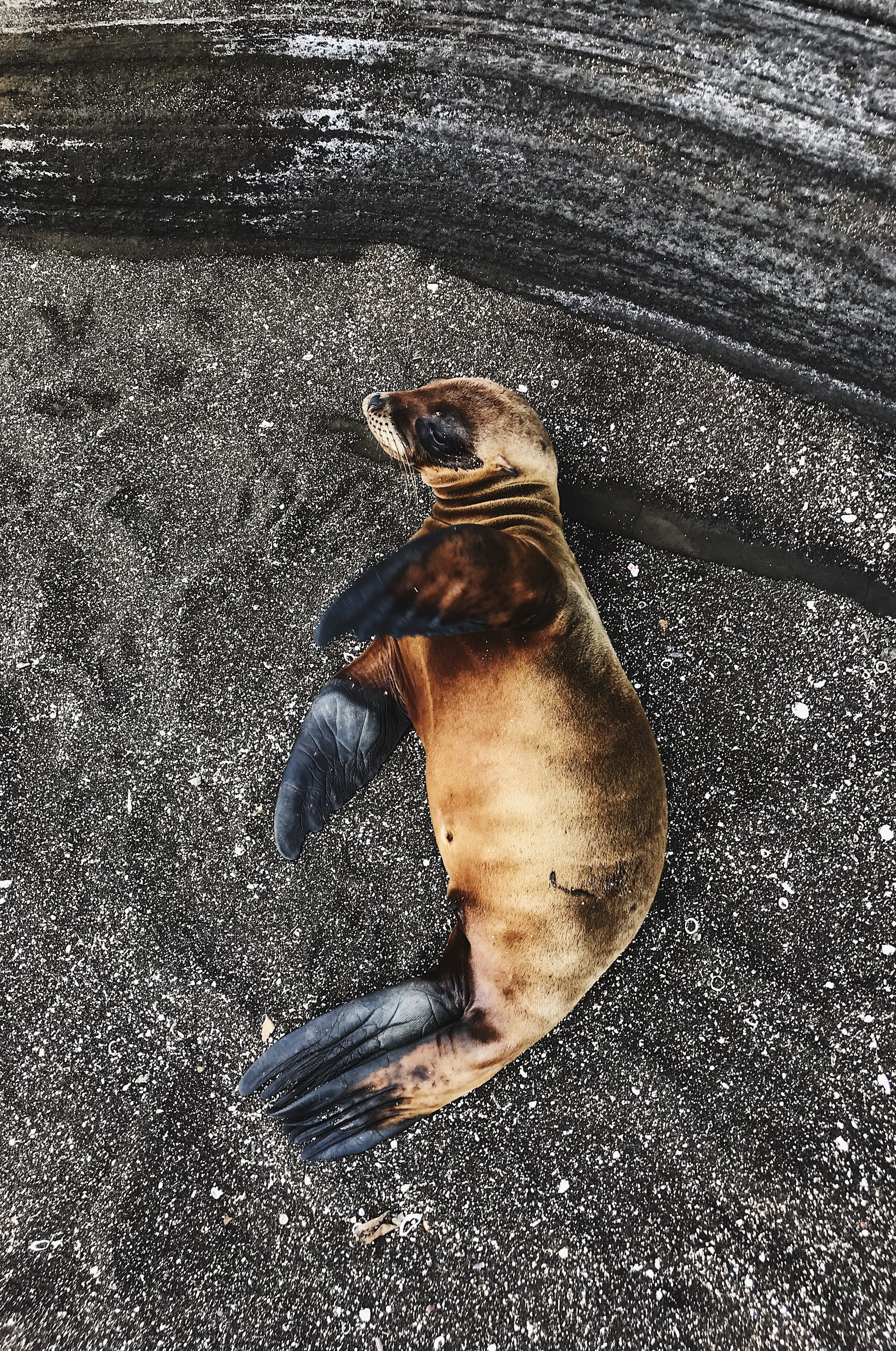  fur seal pup, Santiago Island 