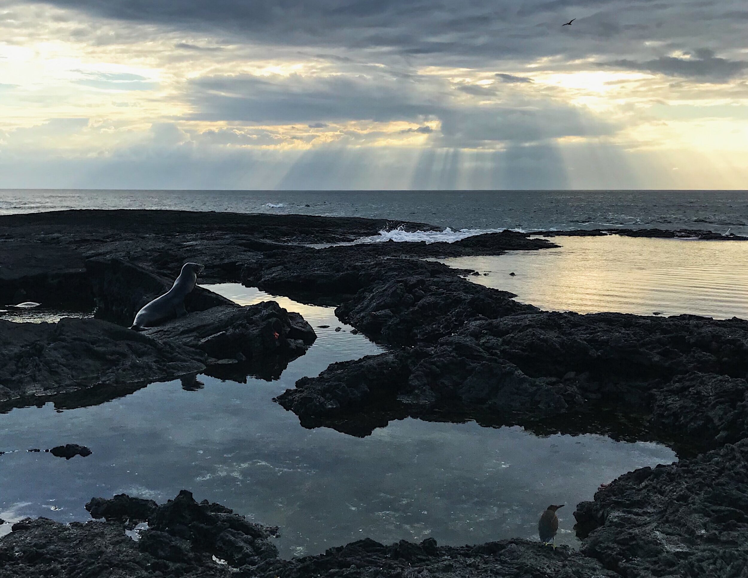  seals, volcanic rocks, filtered light, Sullivan Bay, Santiago Island 