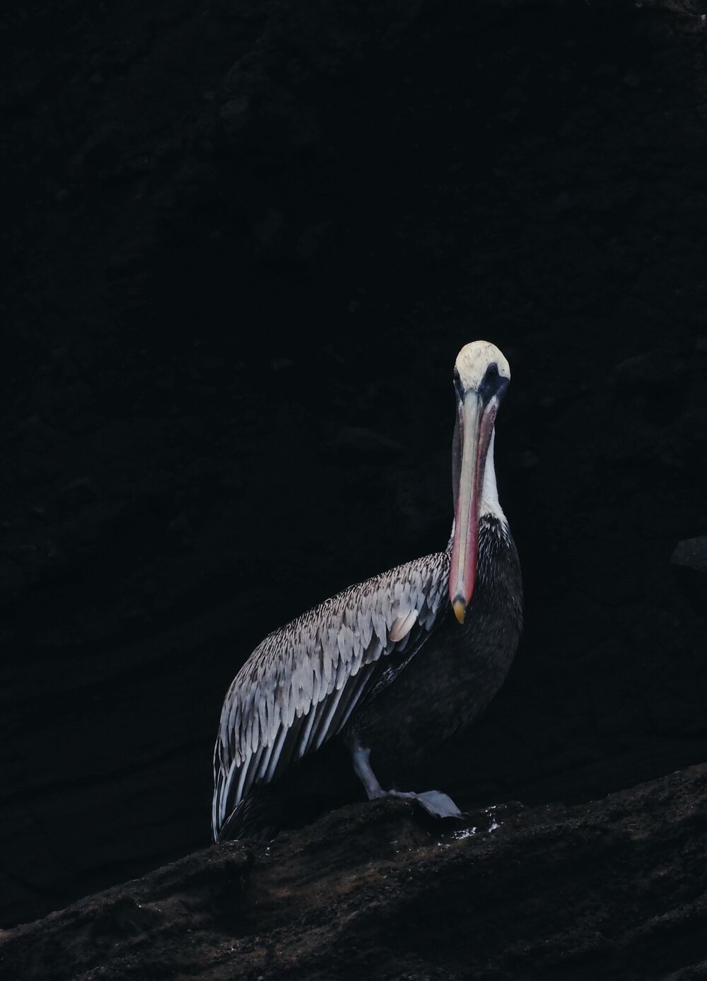  Pelecanus occidentalis, Buccaneer's Cove 