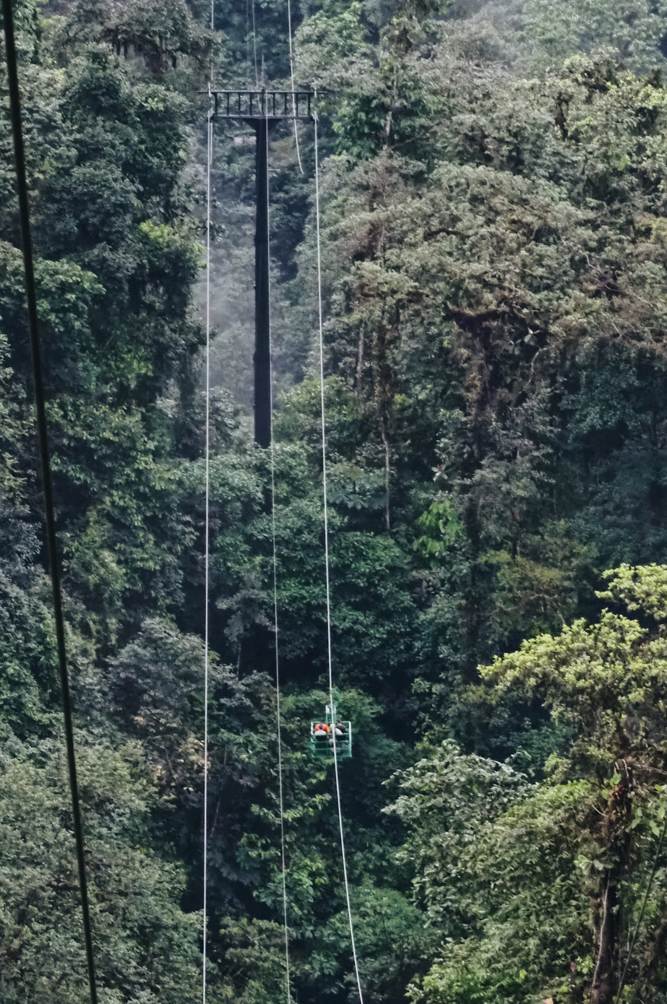  not a single tree felled for the Dragonfly 