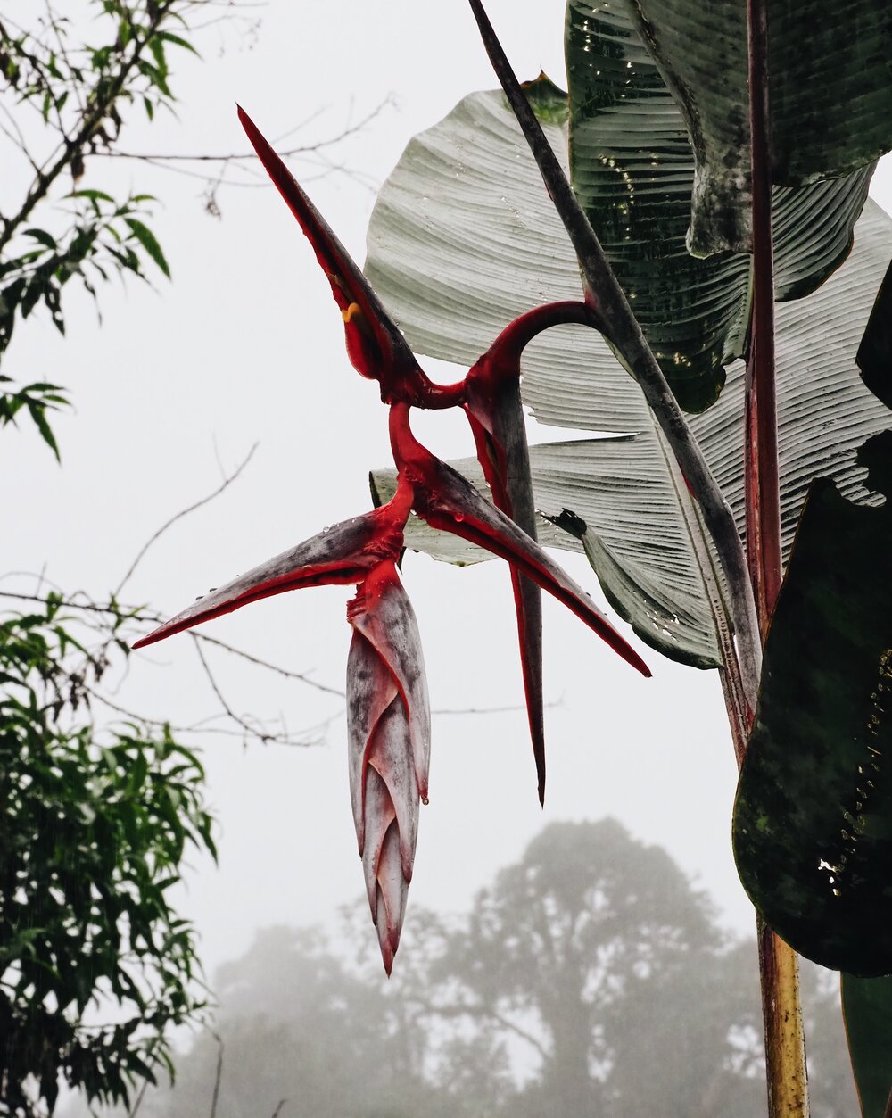  Heliconia 