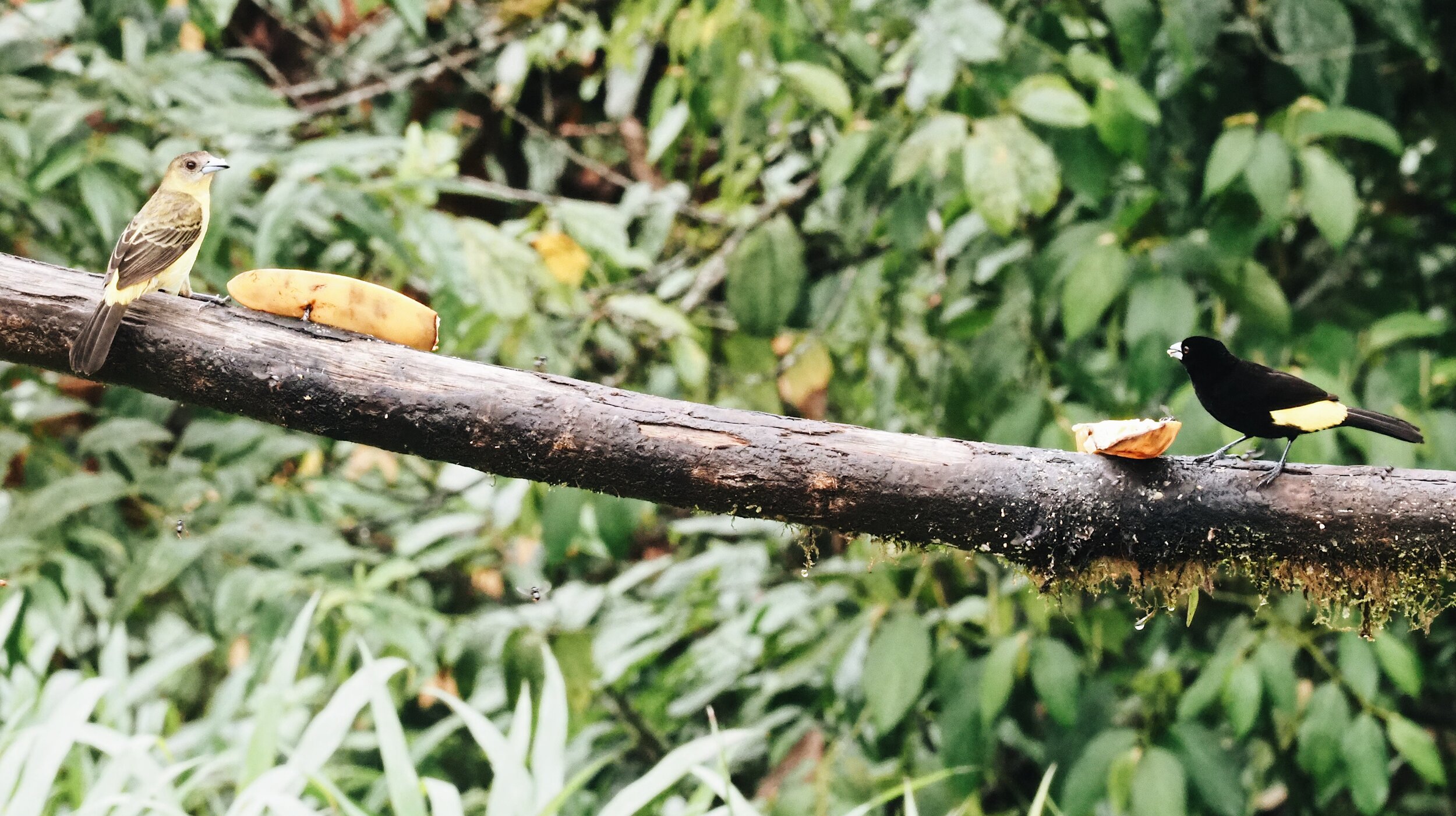  Tropical Kingbird, banana _ banana, Flame-rumped Tanager 