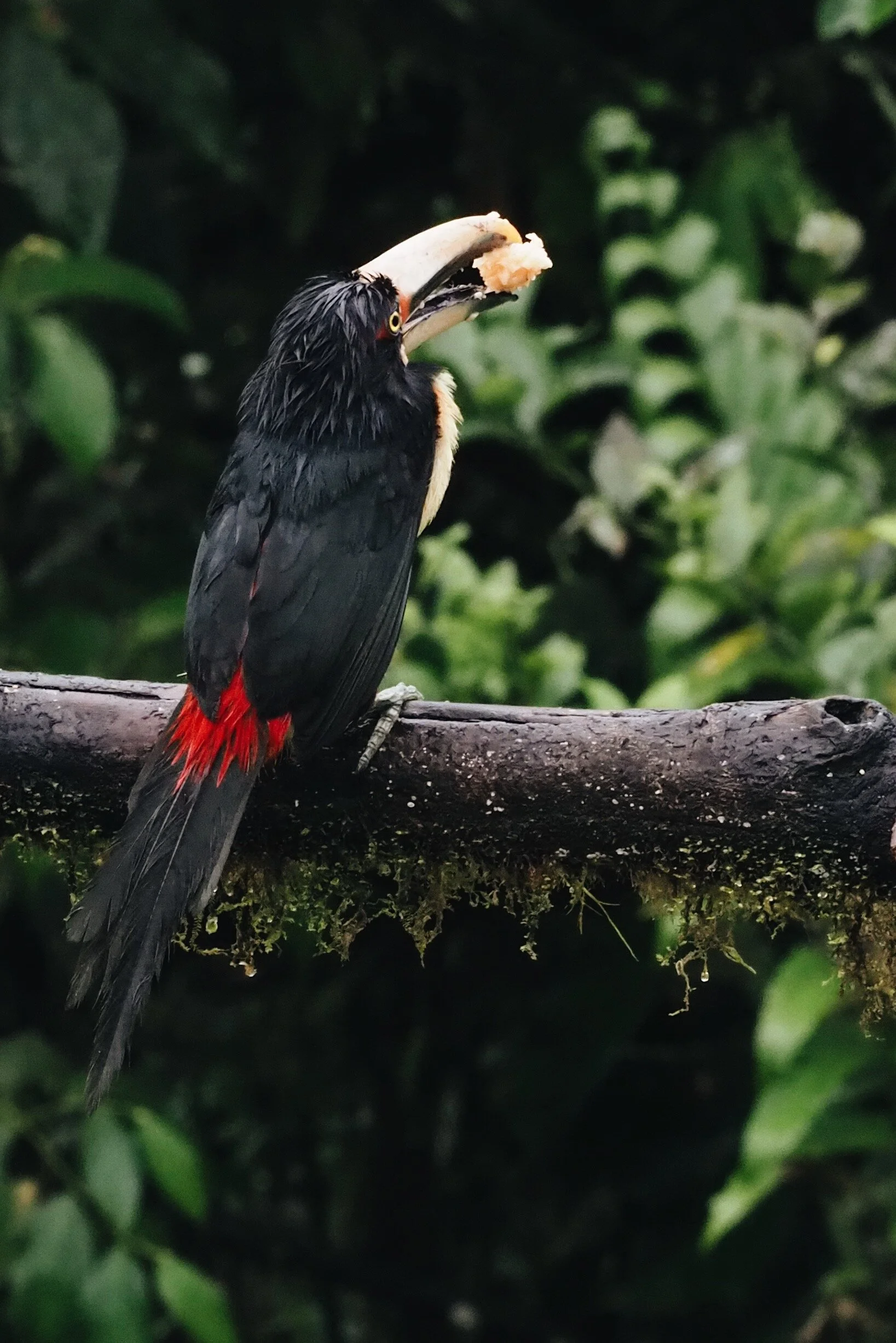  Pale Mandibled Araçari 