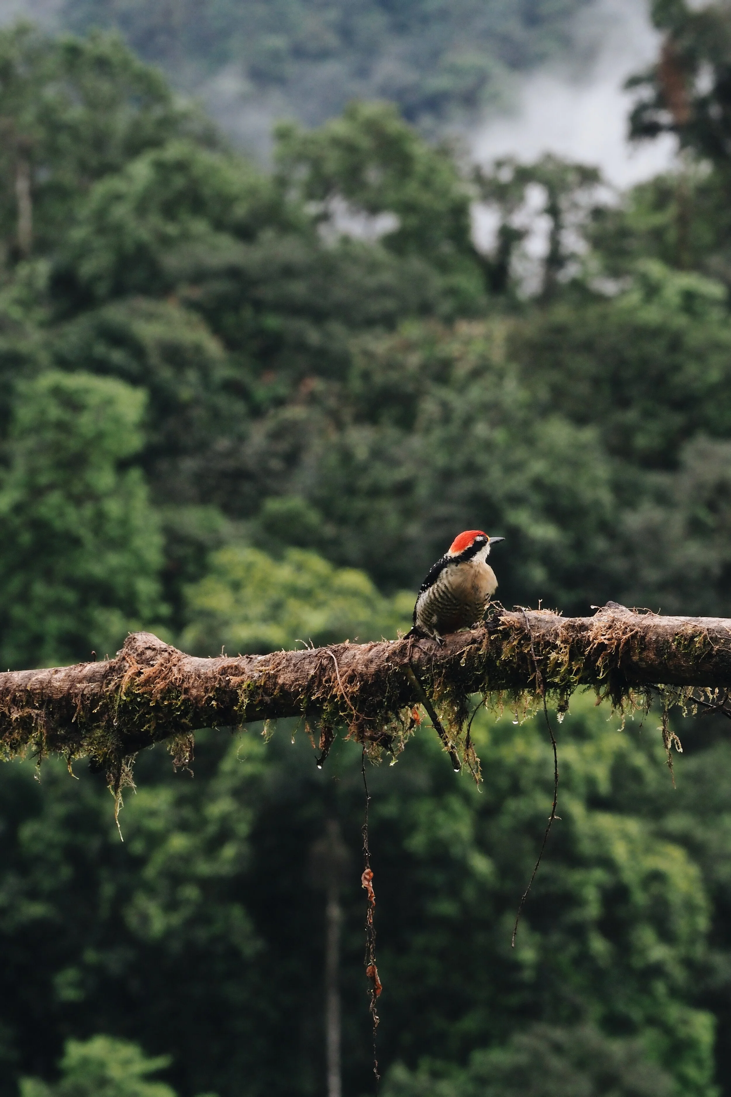  Golden olive Woodpecker 