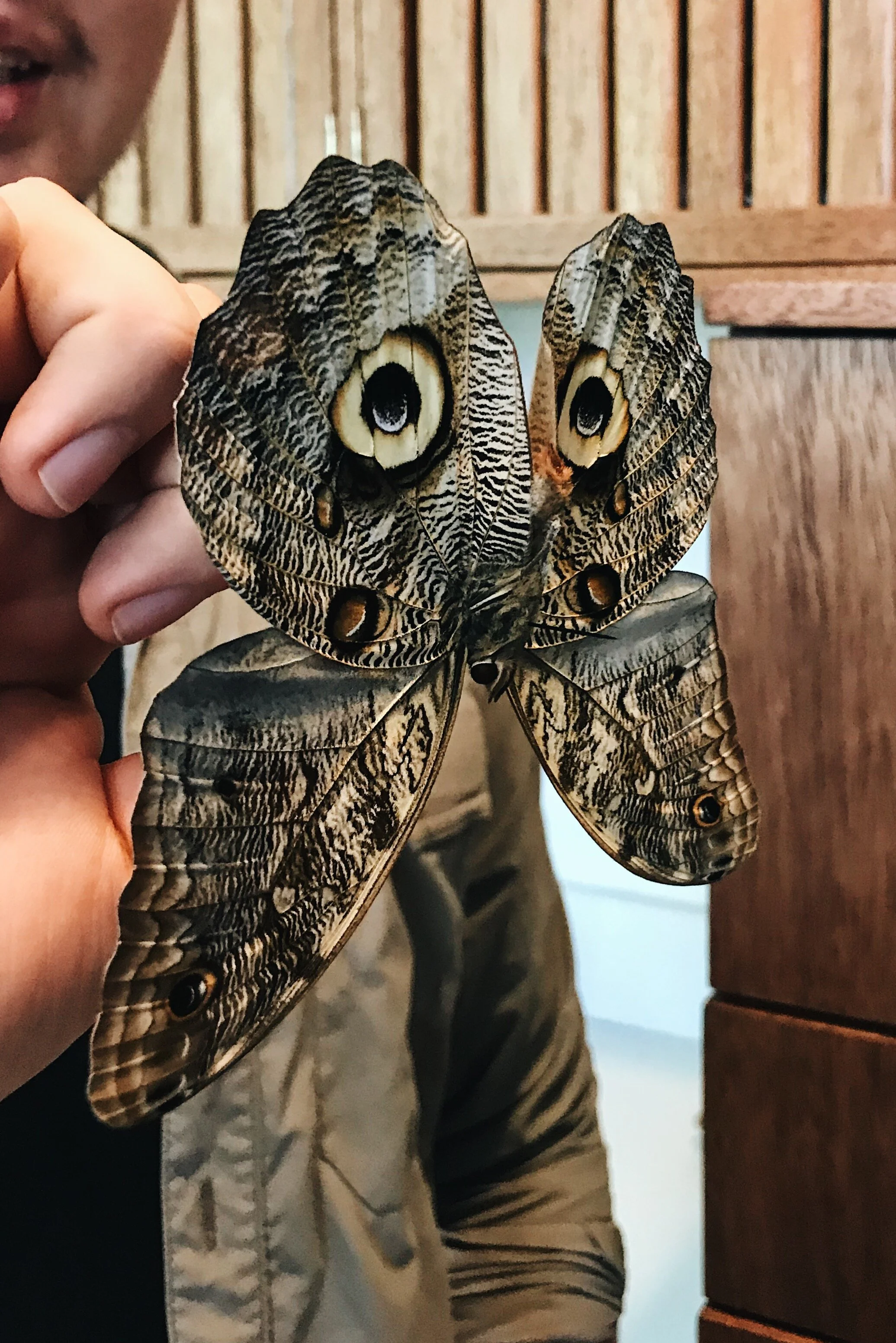  sad owl 