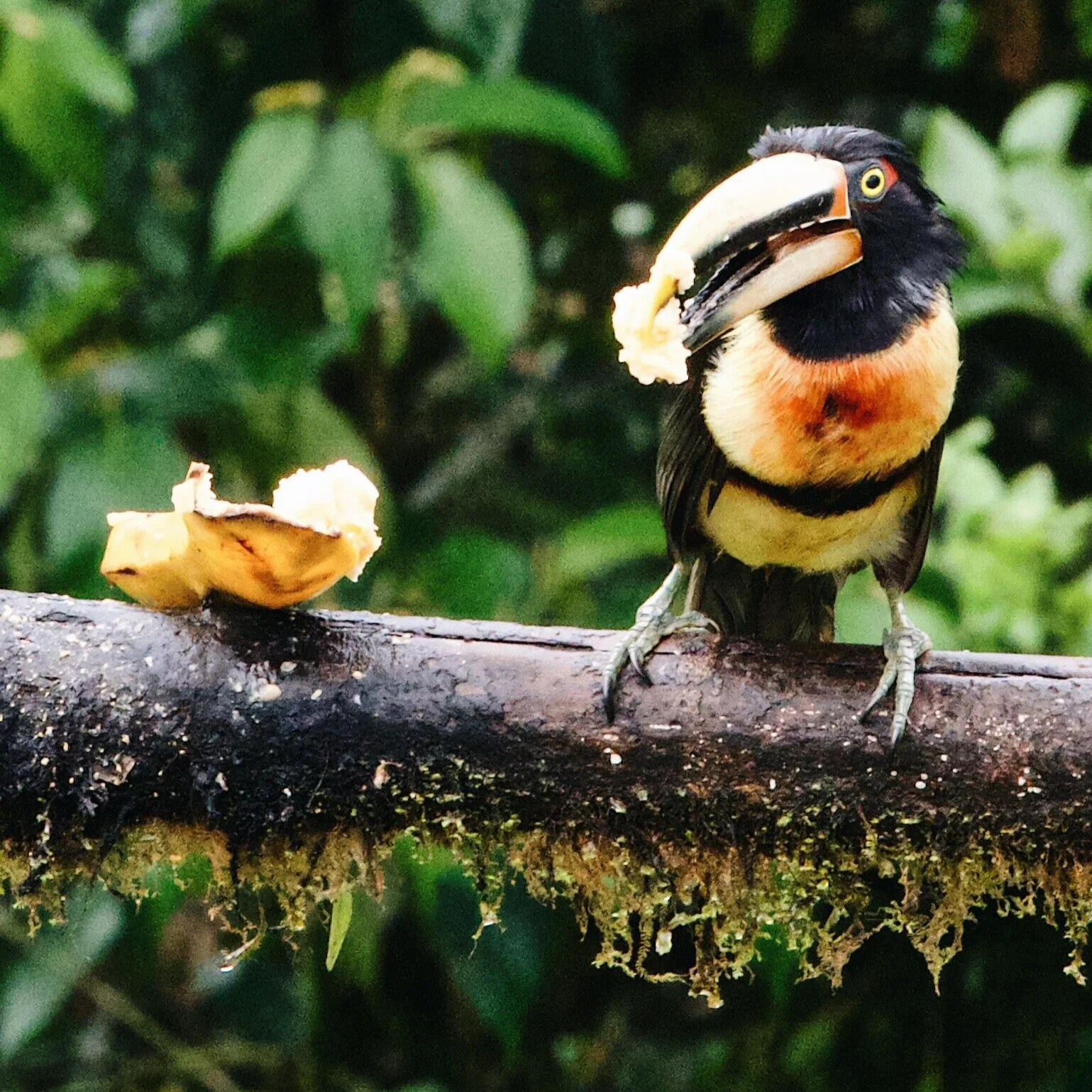  Pale Mandibled Araçari with banana treat 