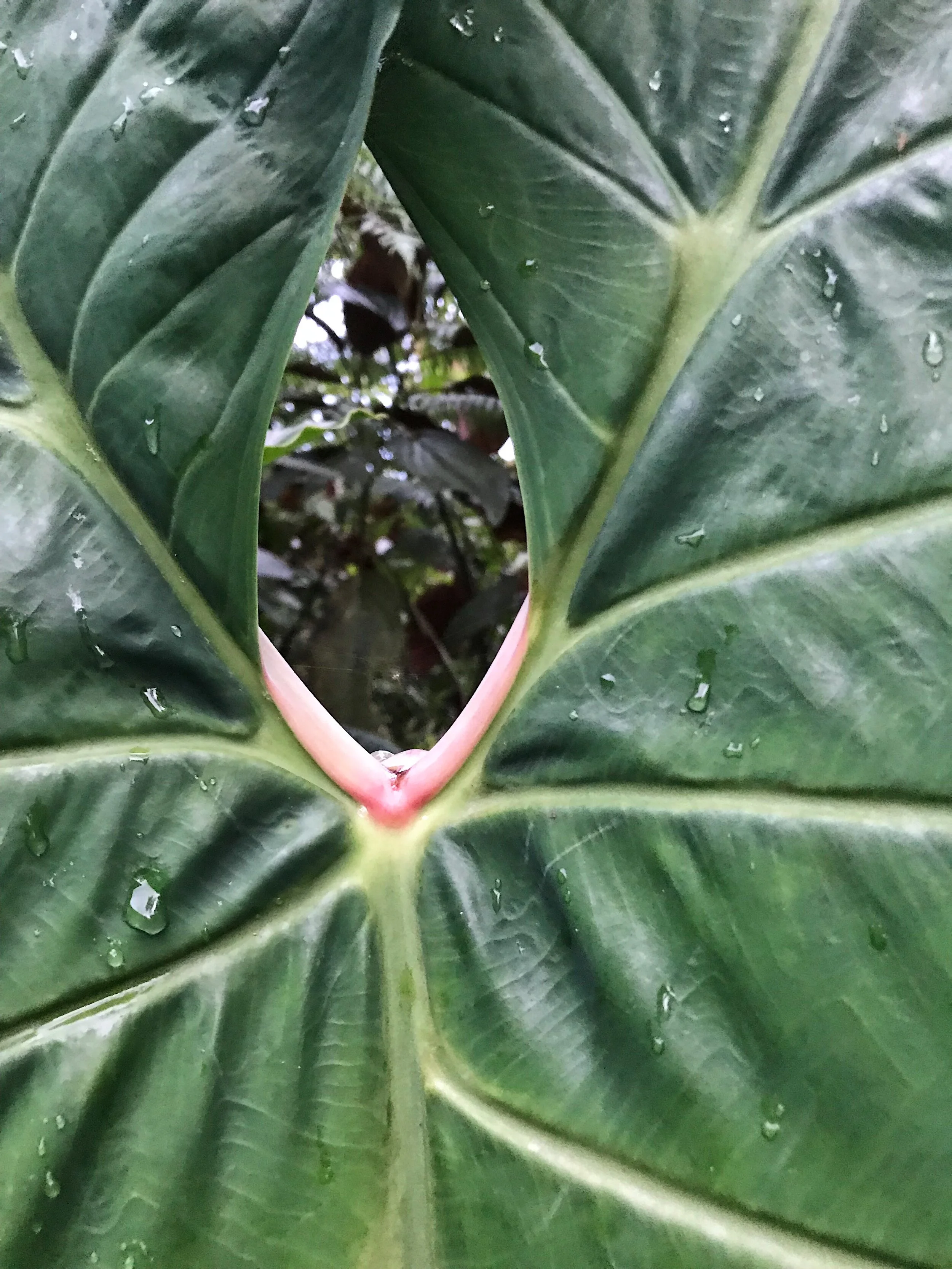  pink details 