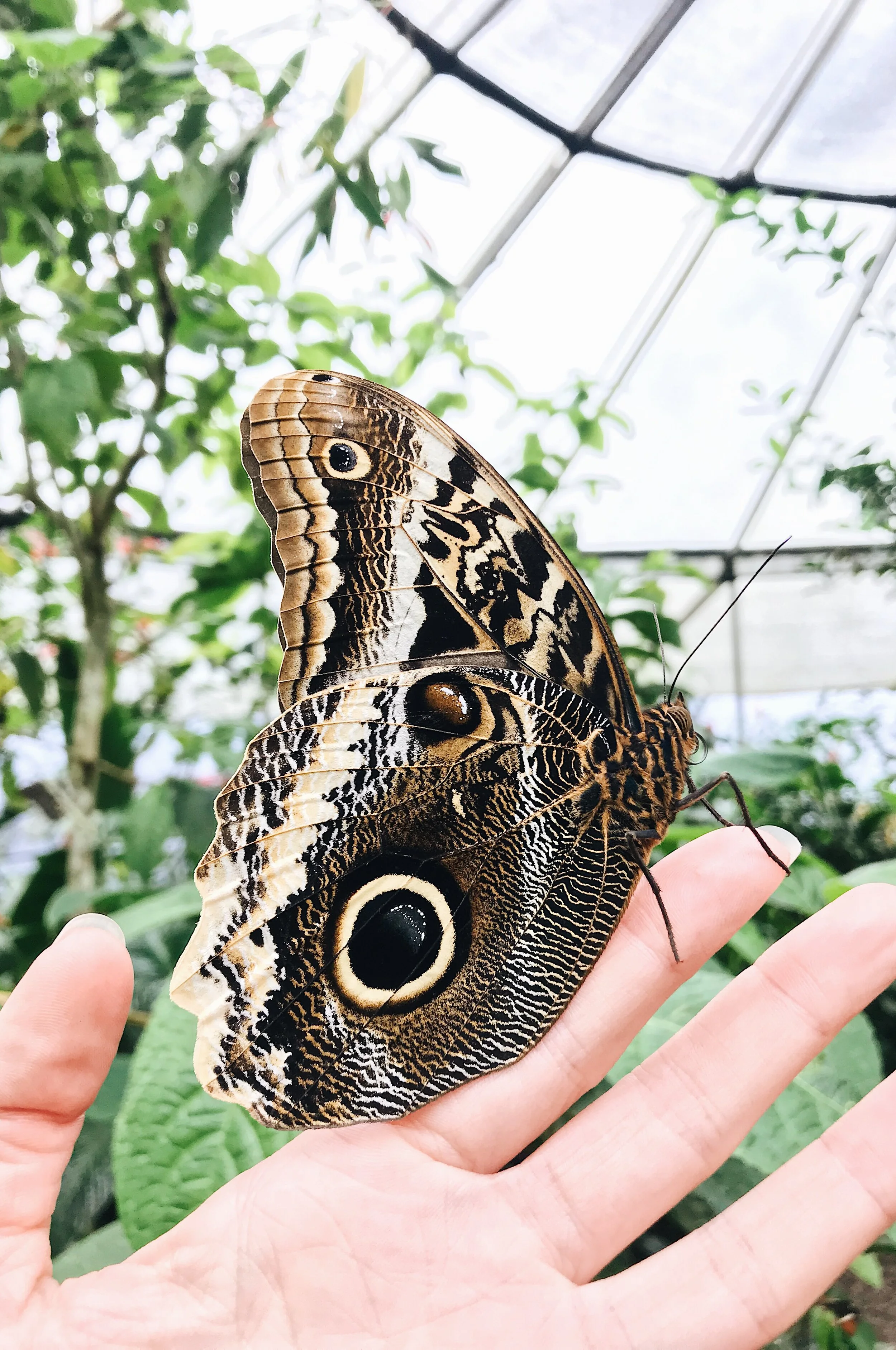  Giant Owl Butterfly 