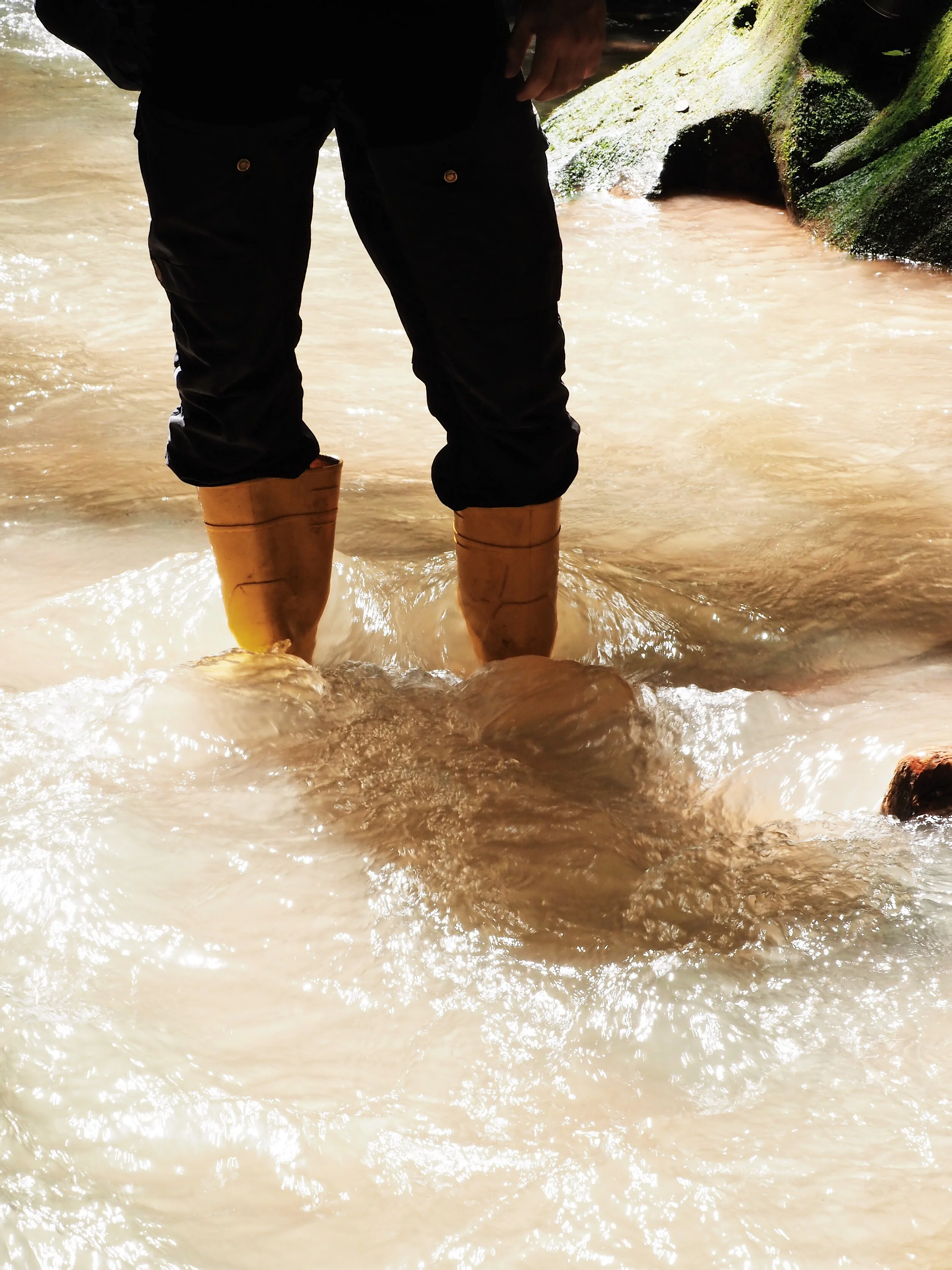  yellow water, sunlit 