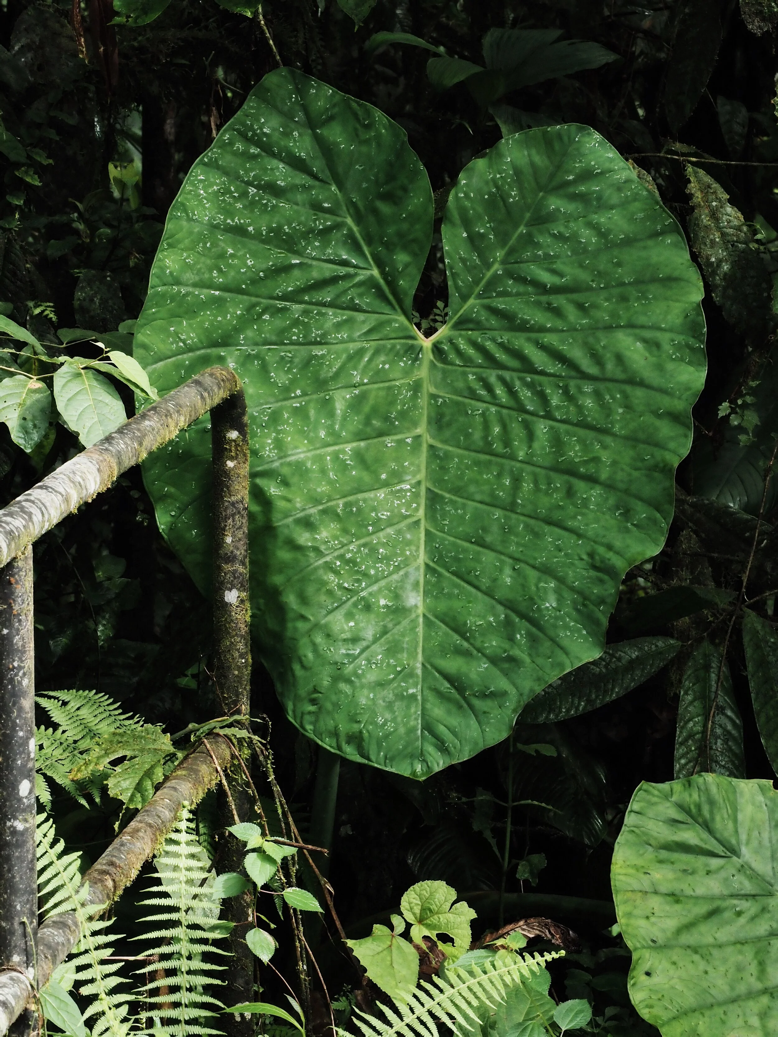  more Elephant Ears… 
