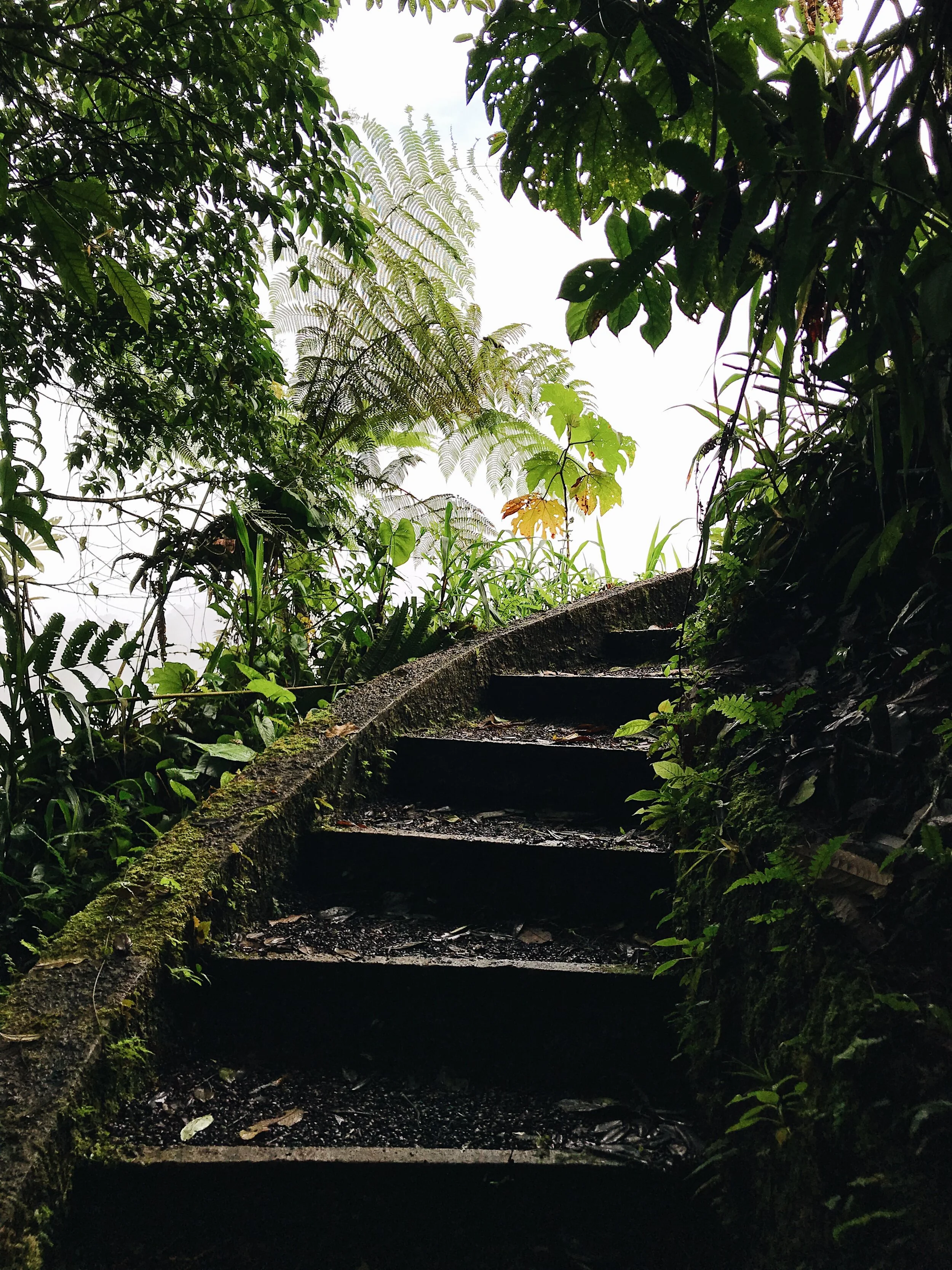  back into the forest 