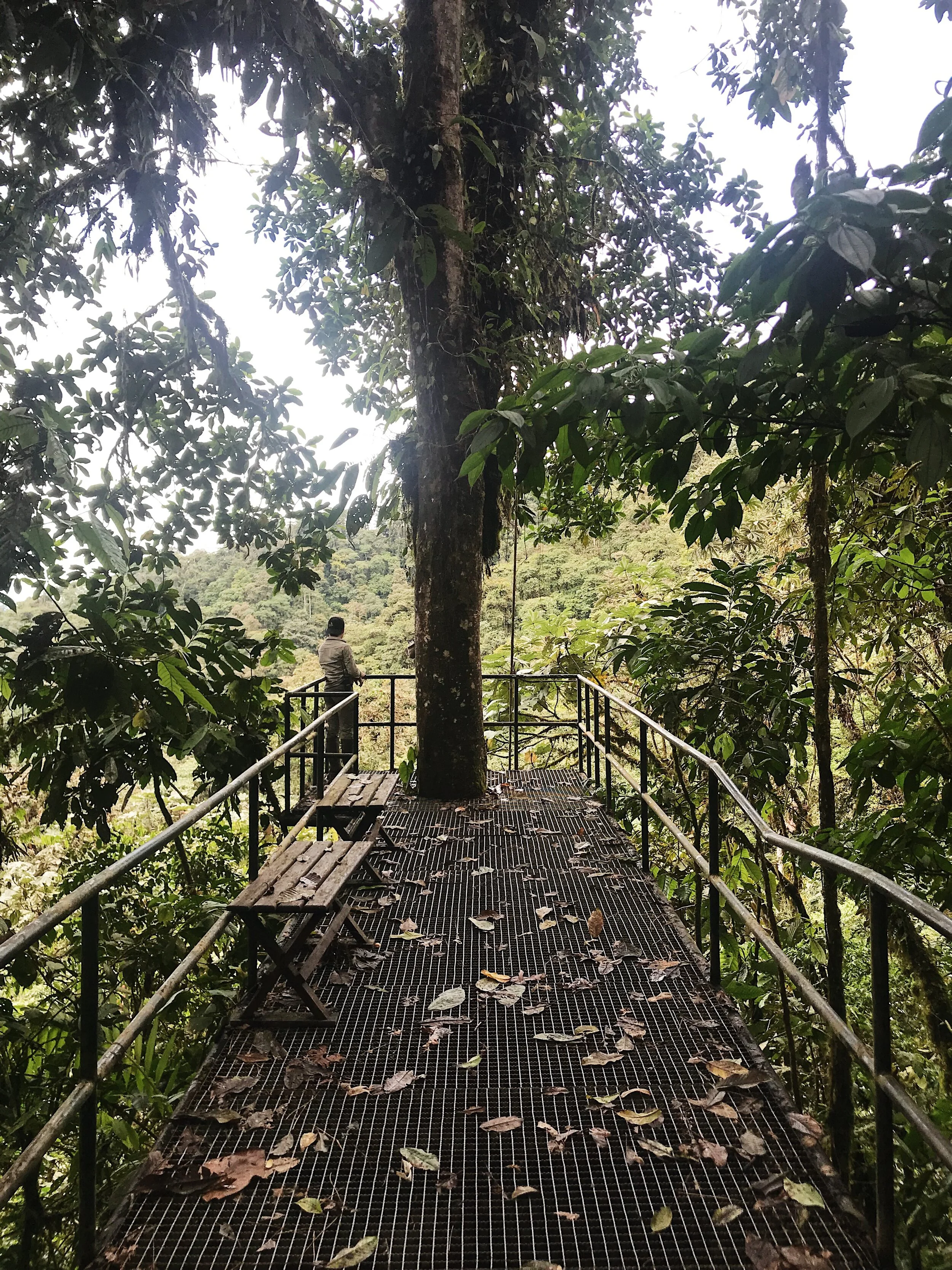  viewing platform along the trail 
