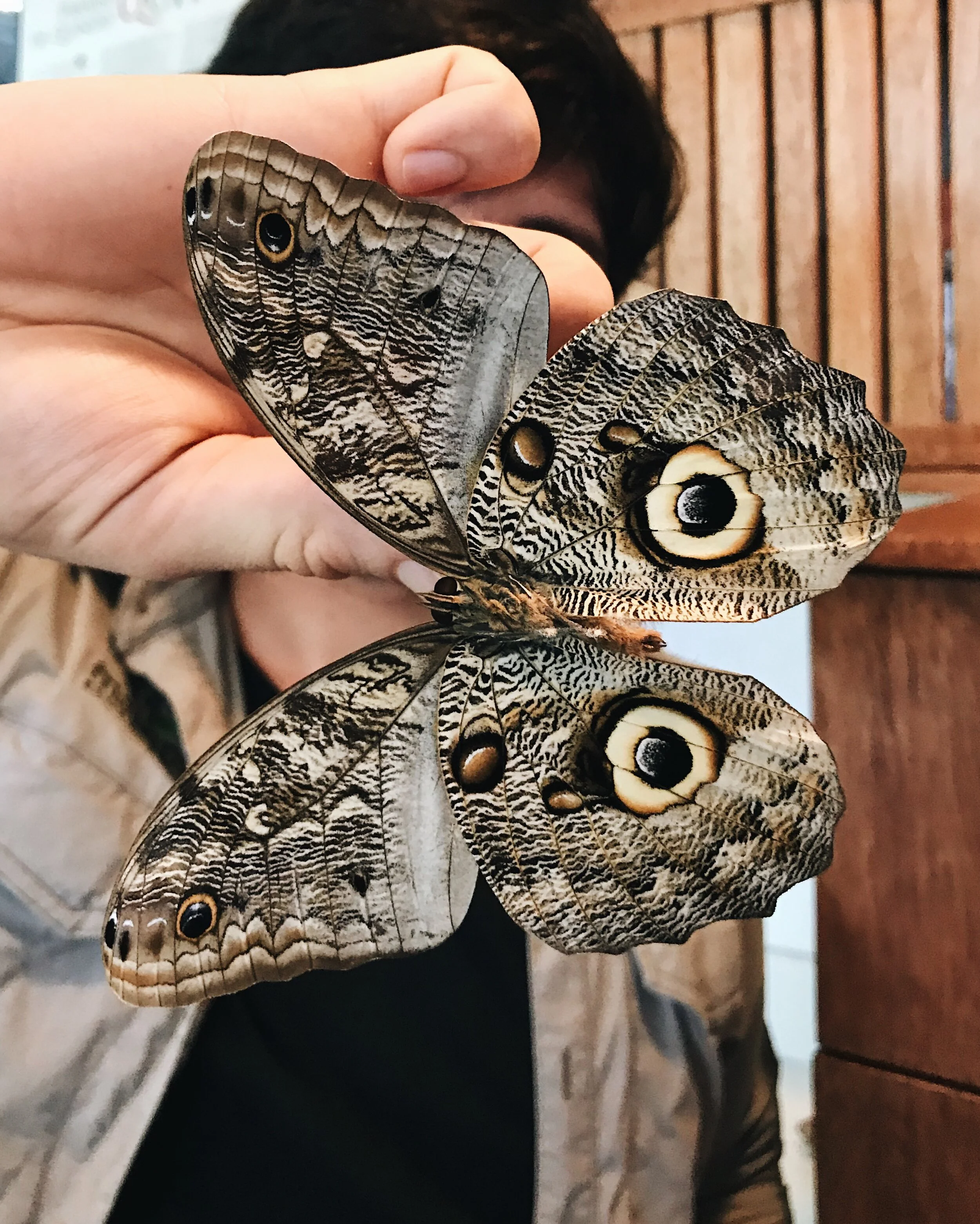  happy snake  - shown off by  Anderson,  resident butterfly specialist  
