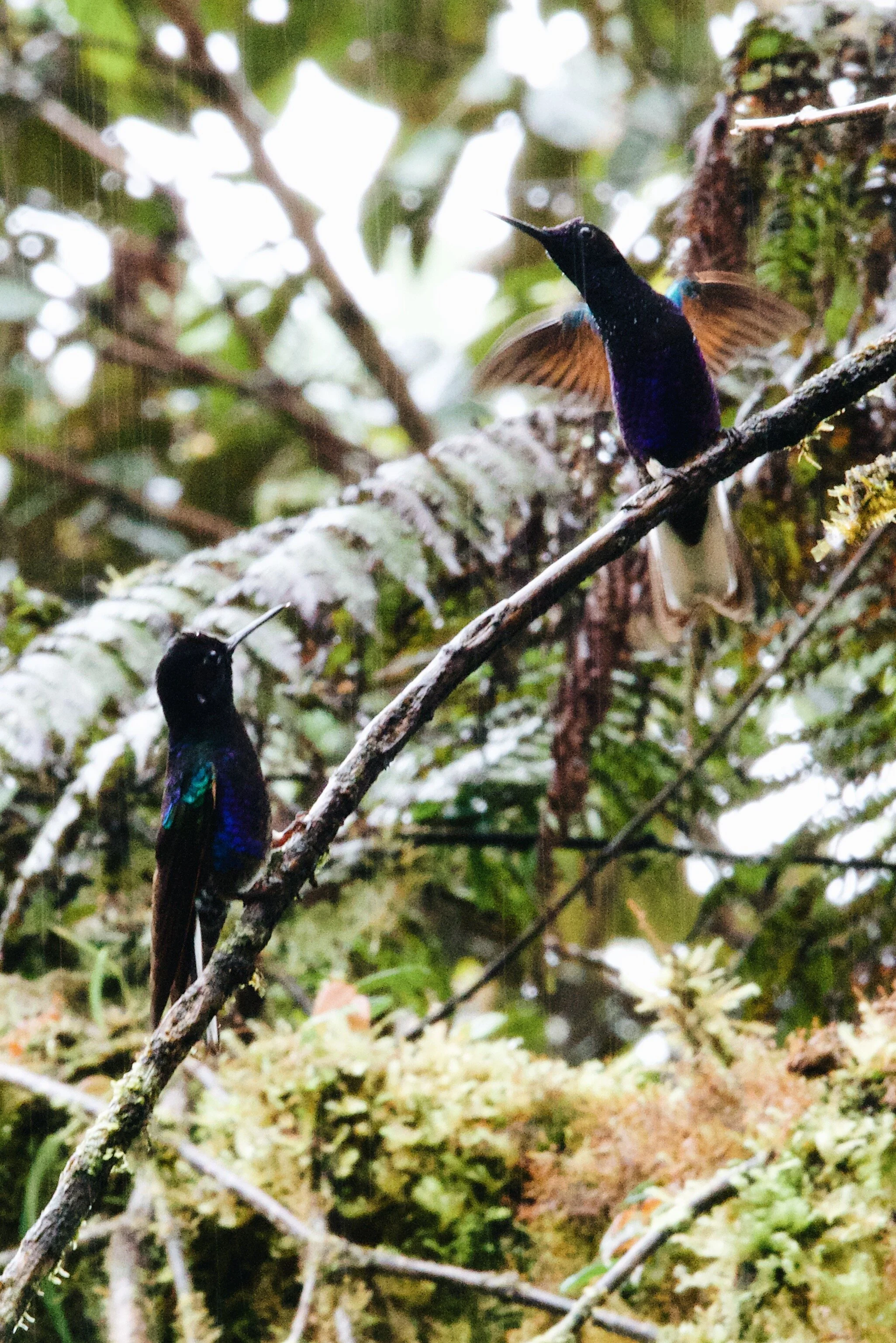  catching up on a twig 