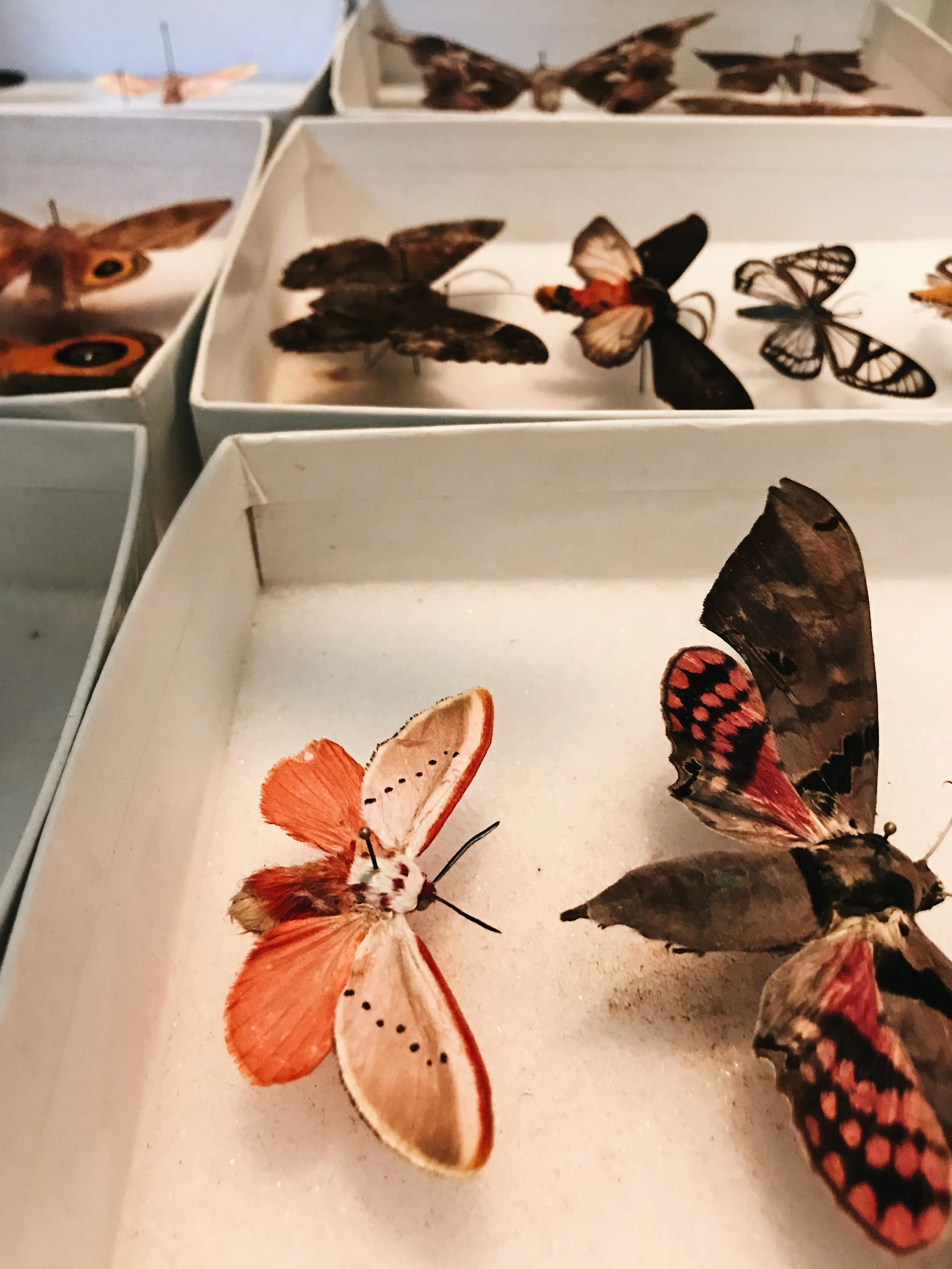  moths at The Laboratory 
