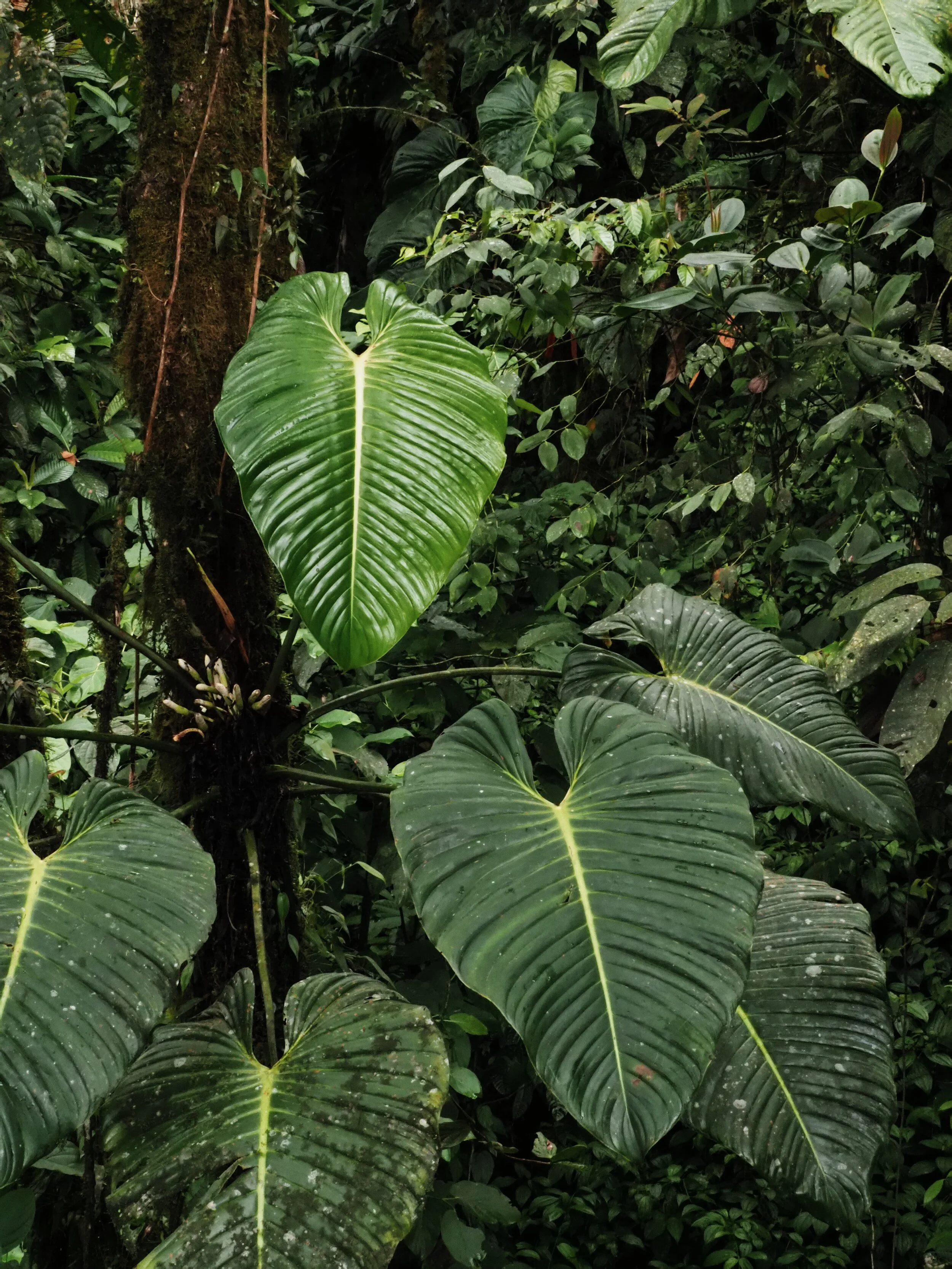  huge green leaves, tiny white flowers 