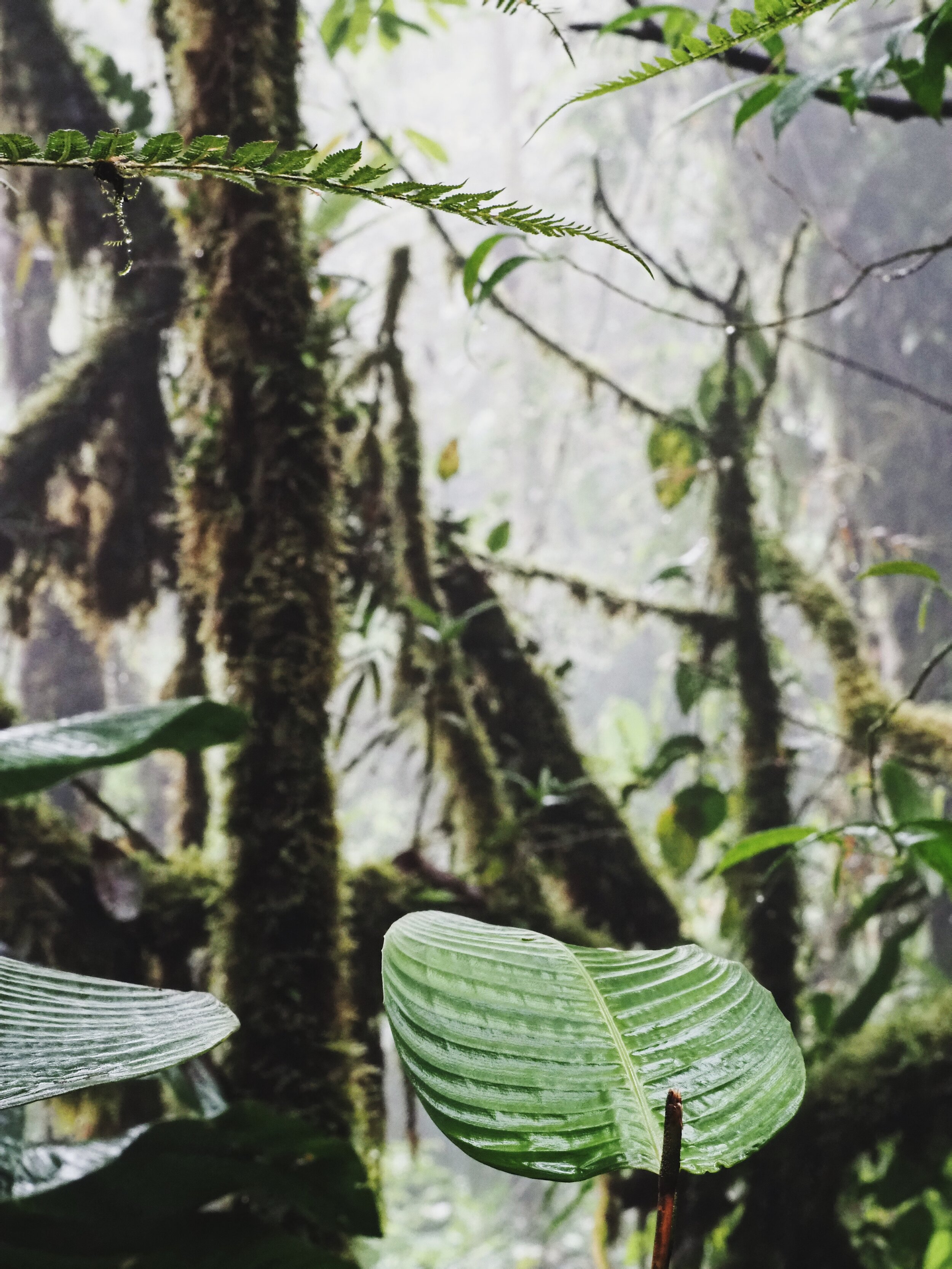  misty morning in the forest 