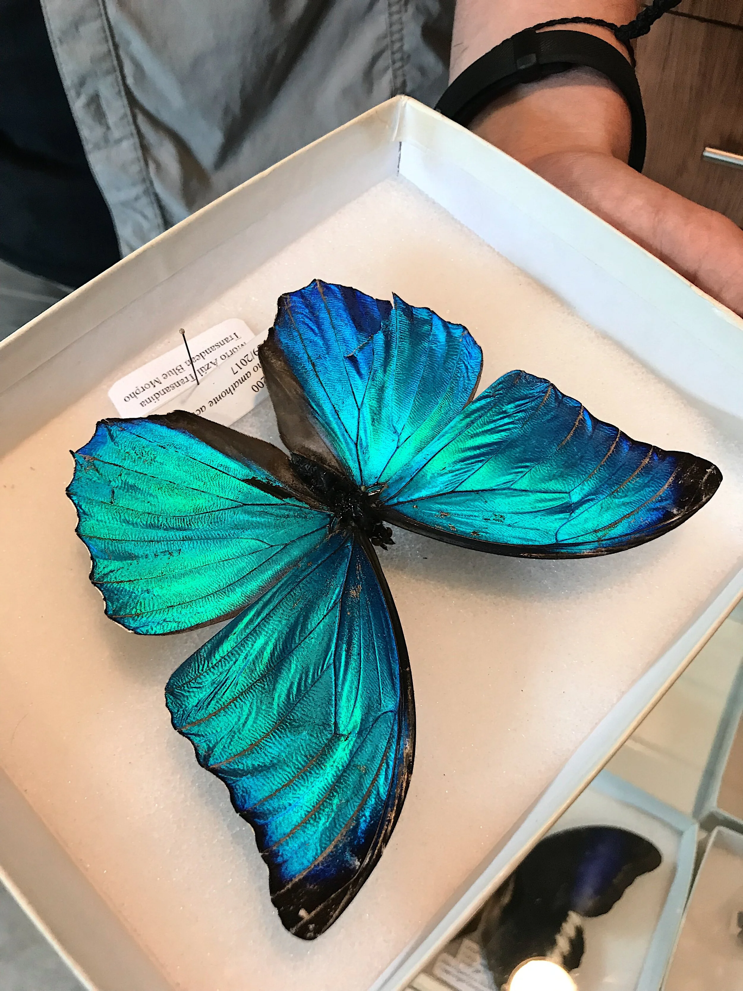  Transandean Blue Morpho 