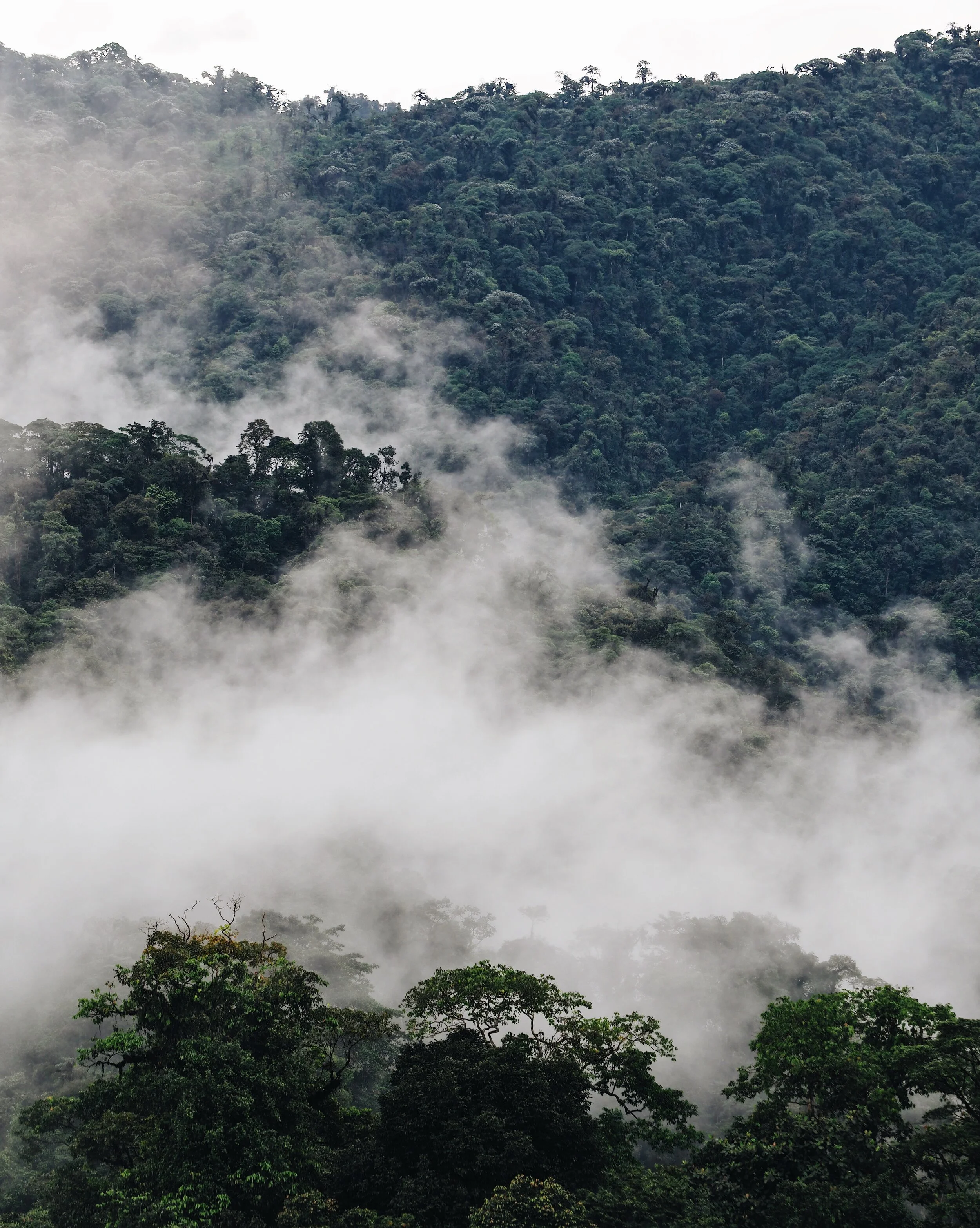 endless view of the cloud forest 