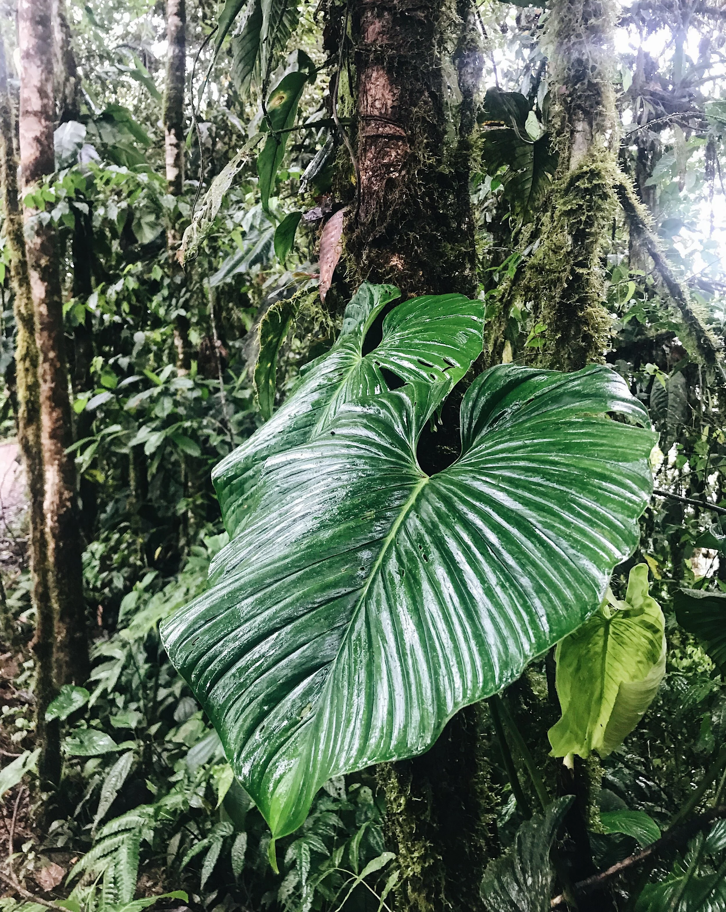  forest canopy up close 