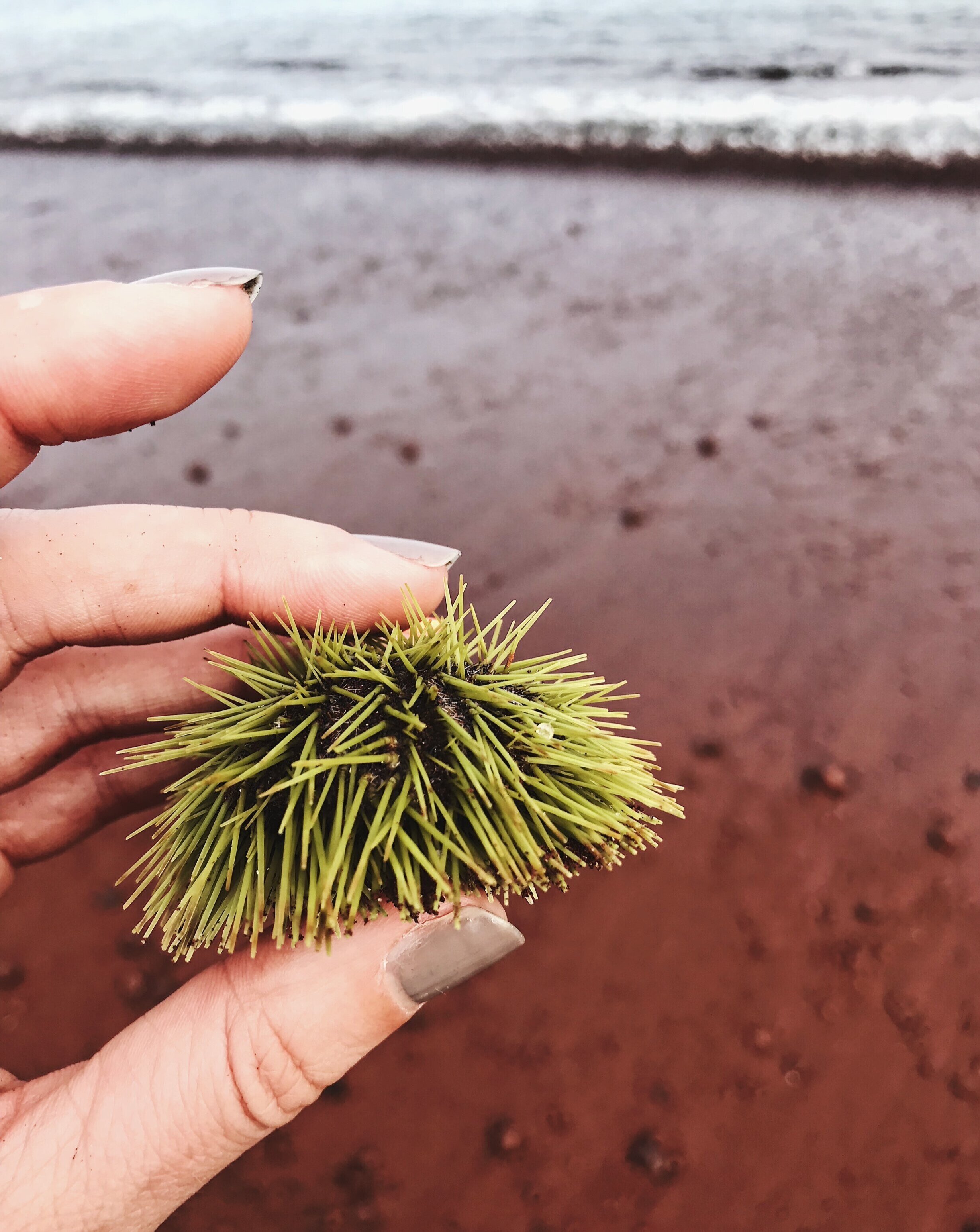  red sand, green sea urchin, Rabida Island 