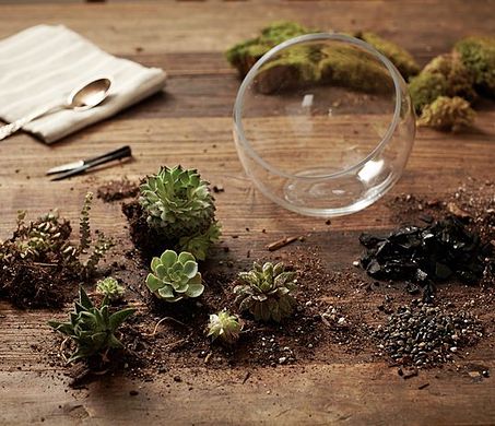 Gifts That Last: Orchids, Terrariums & More