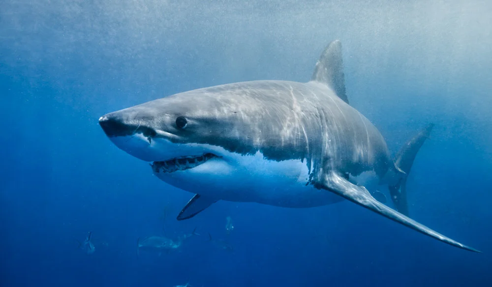Great White Shark