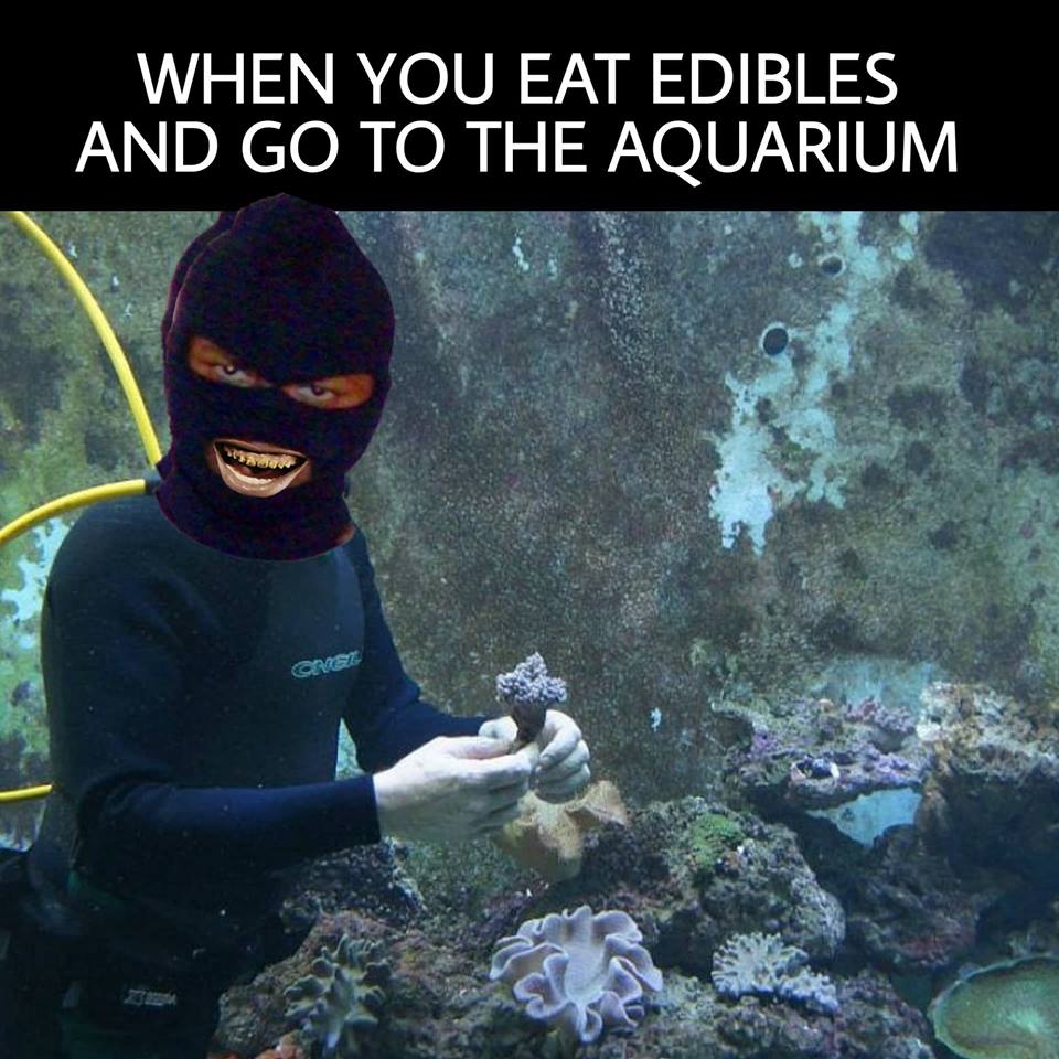 EBT accepted at the Aquarium — Talking Seaweed