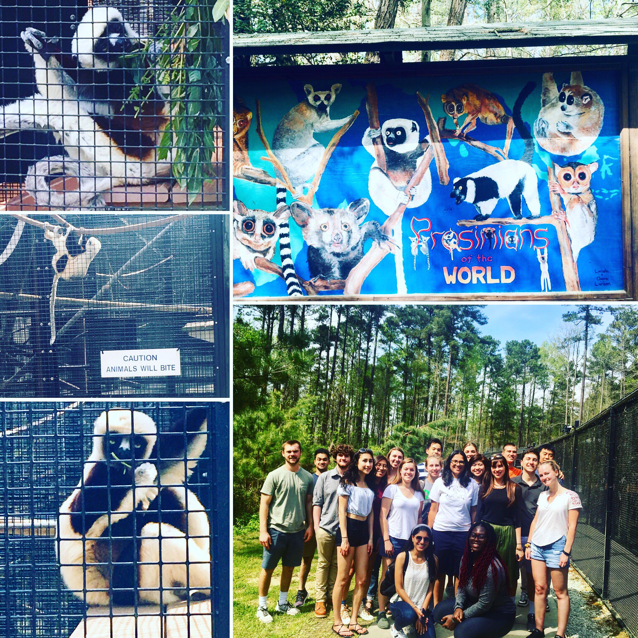 Class field trip to the Duke Lemur Center!