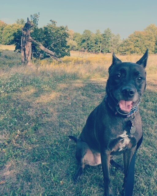 Harlie at Knox Farms 