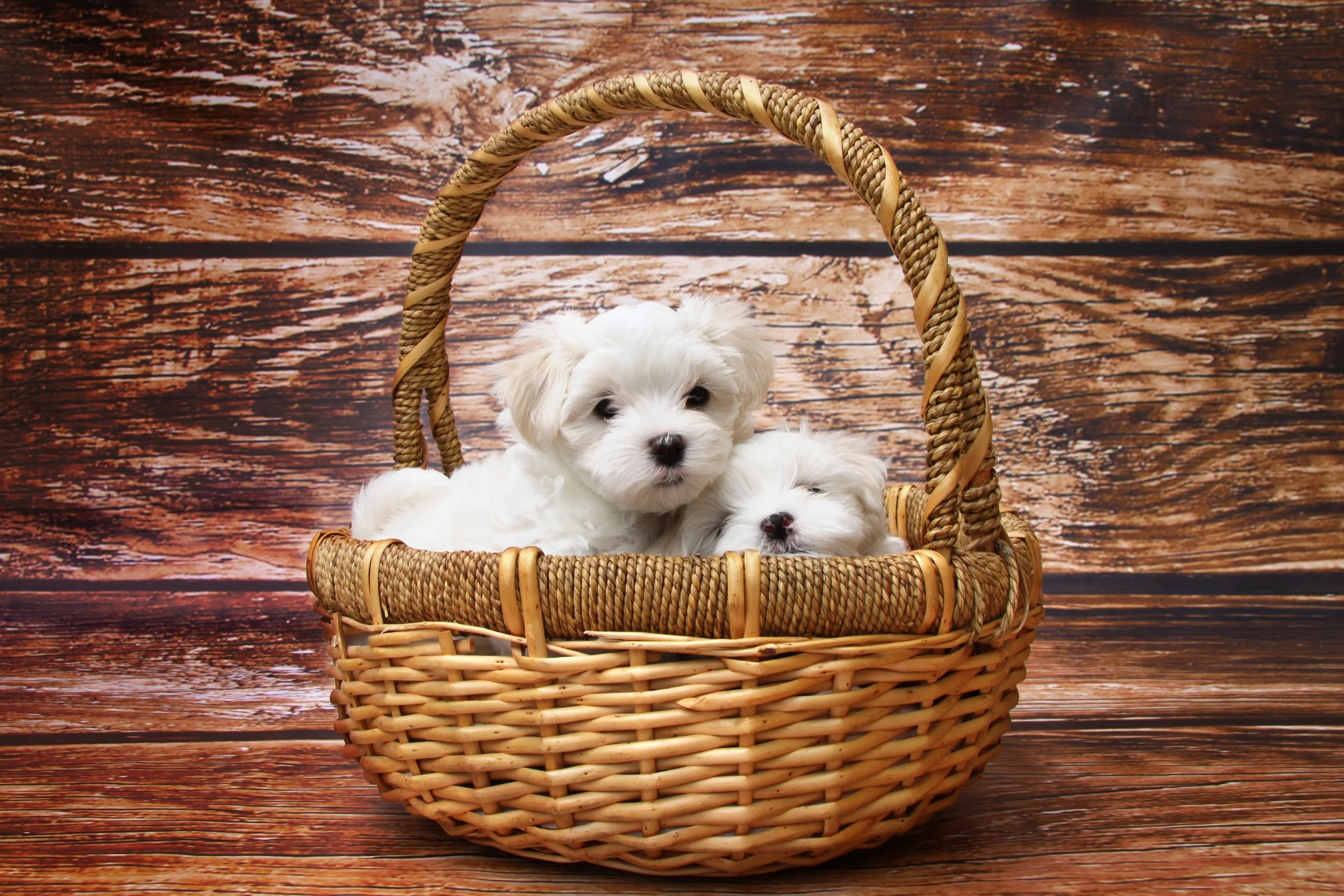 puppy.jpg
